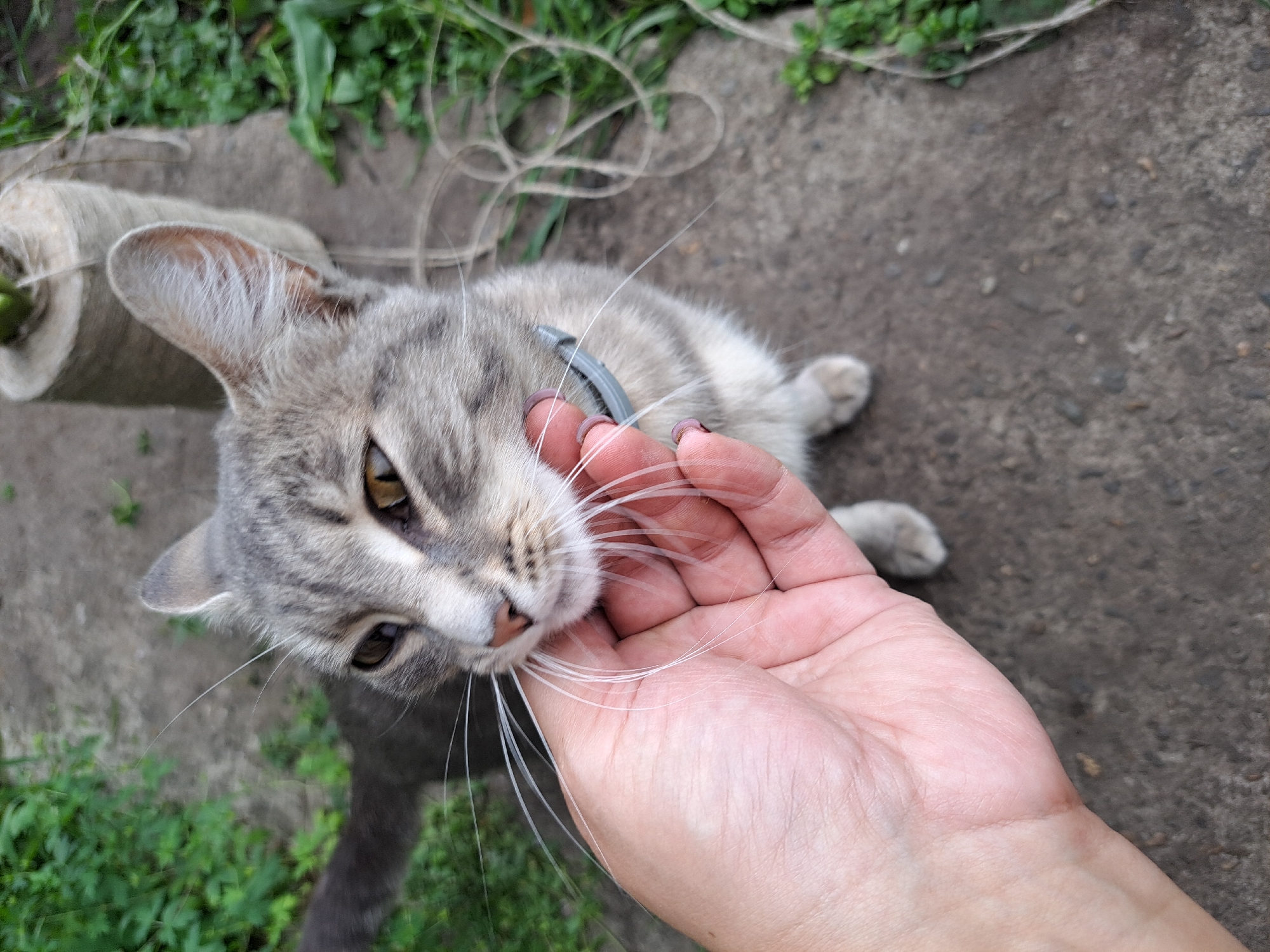 Tabby cat and garden flowers in Chernetsk, Russia