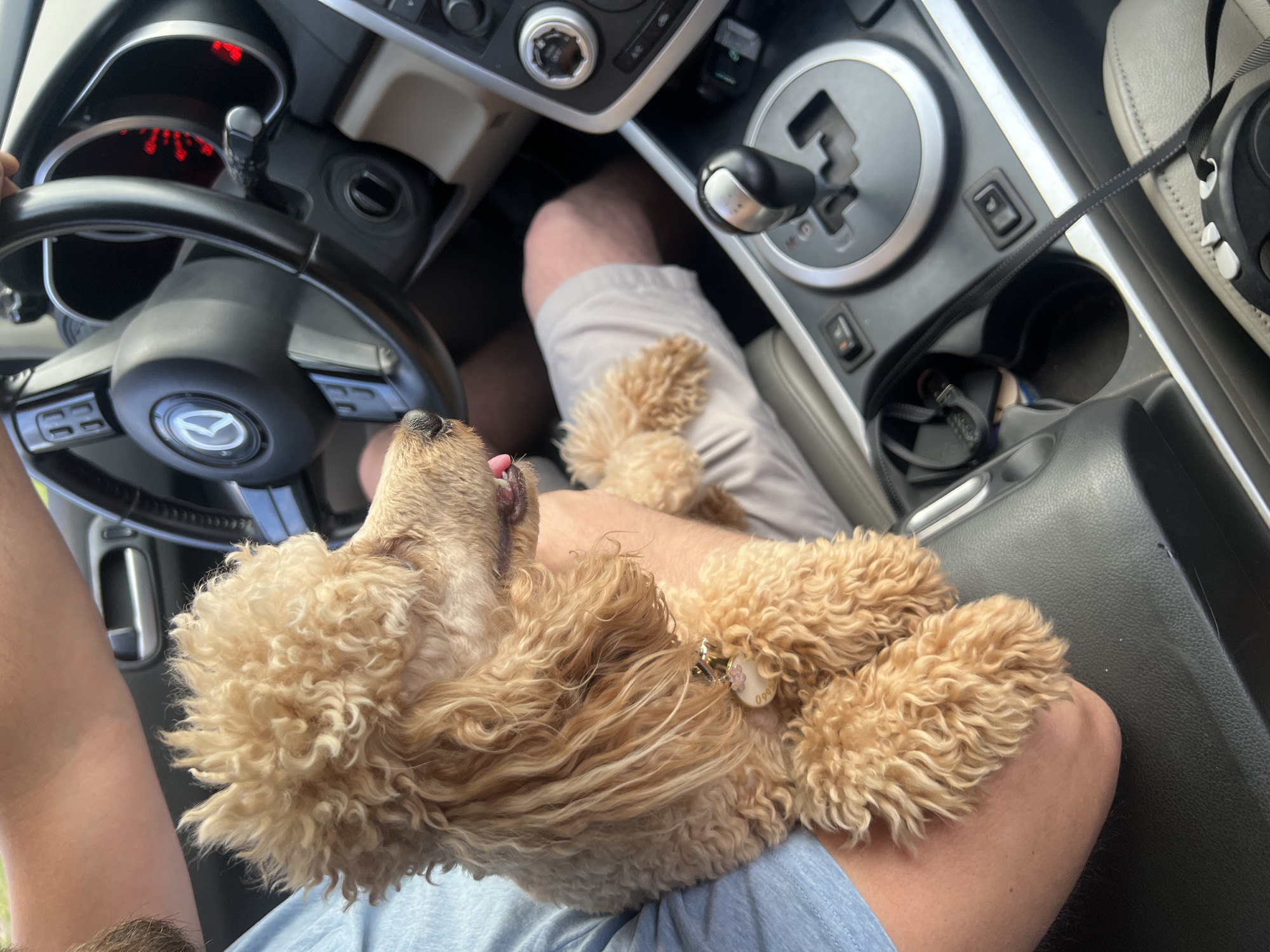 Two small dogs riding shotgun in Kharkiv