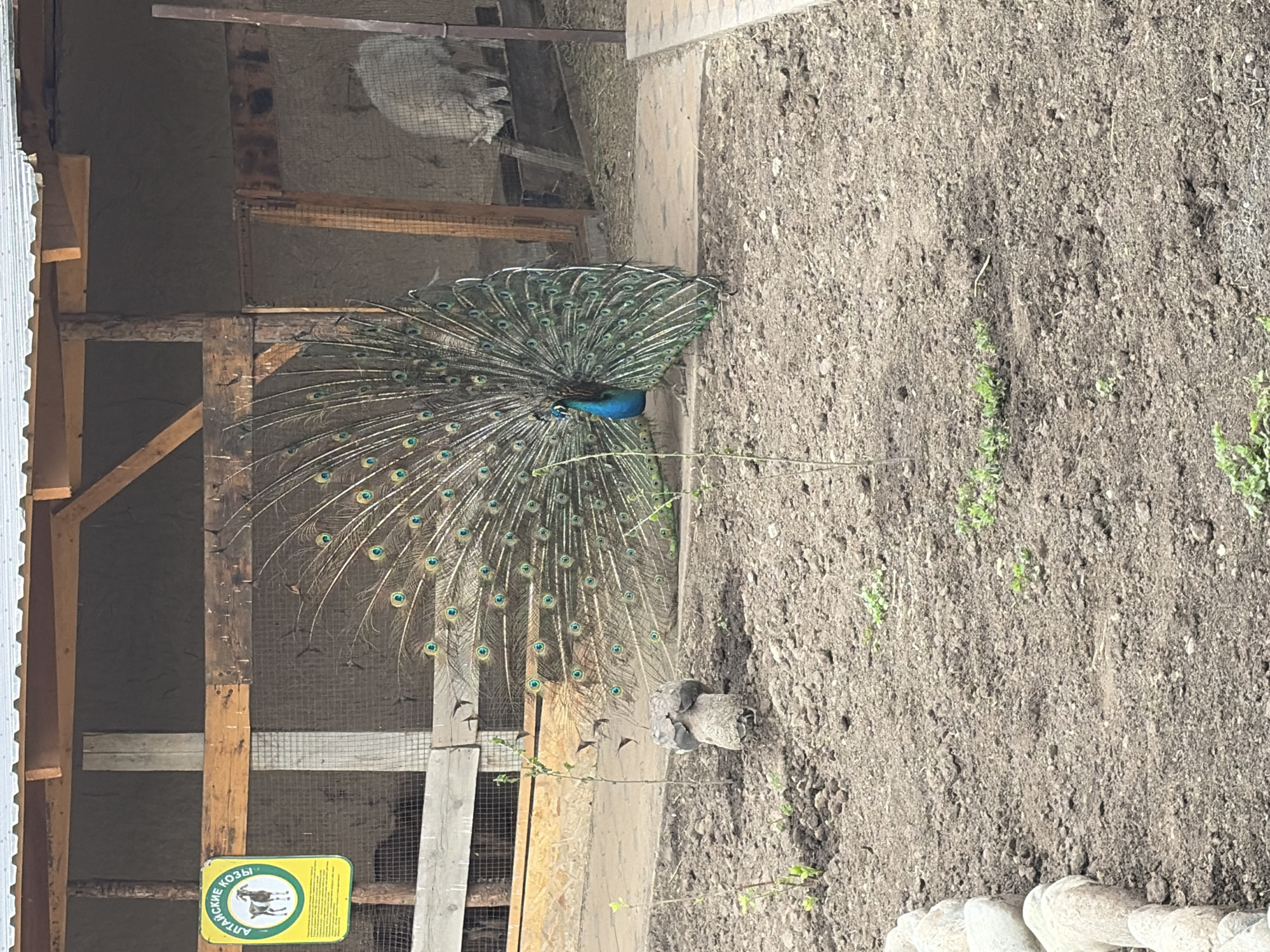 Peacock performs courtship display in Jil-Aryk, Kyrgyzstan