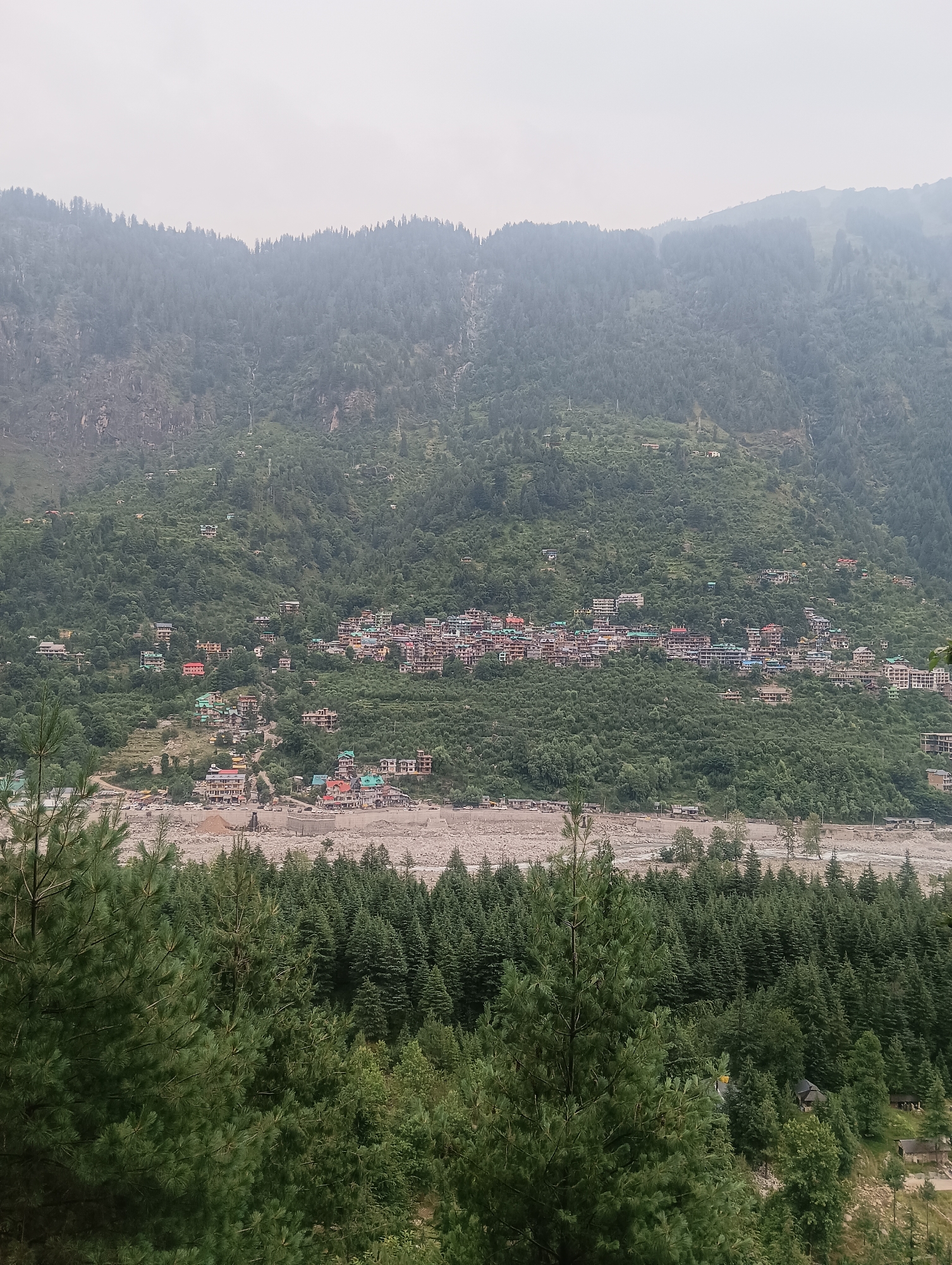 Morning hike through Old Manali's pine forests above the valley
