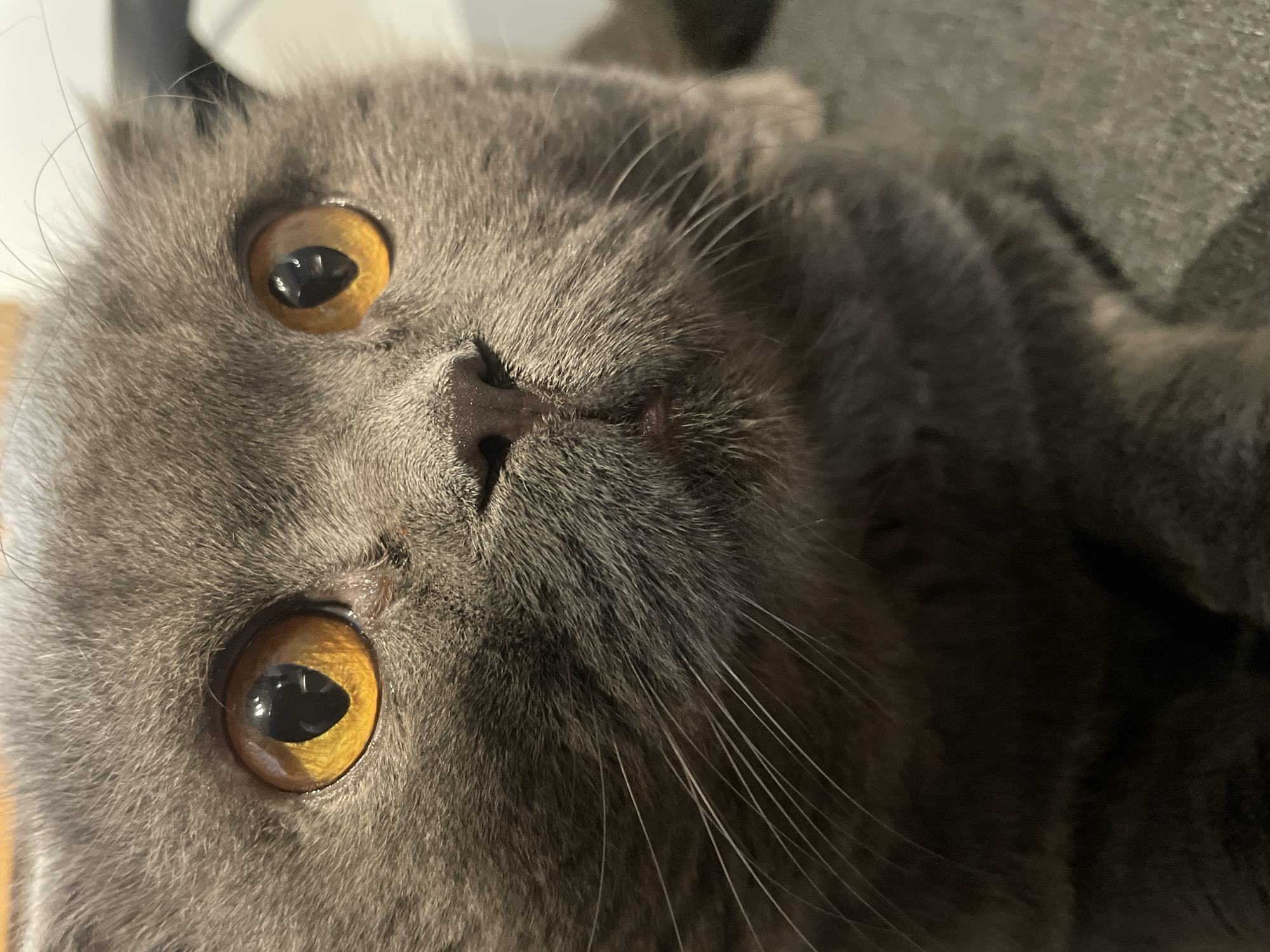Domestic life documented: Scottish Fold cat, toy dinosaurs, nature scenes