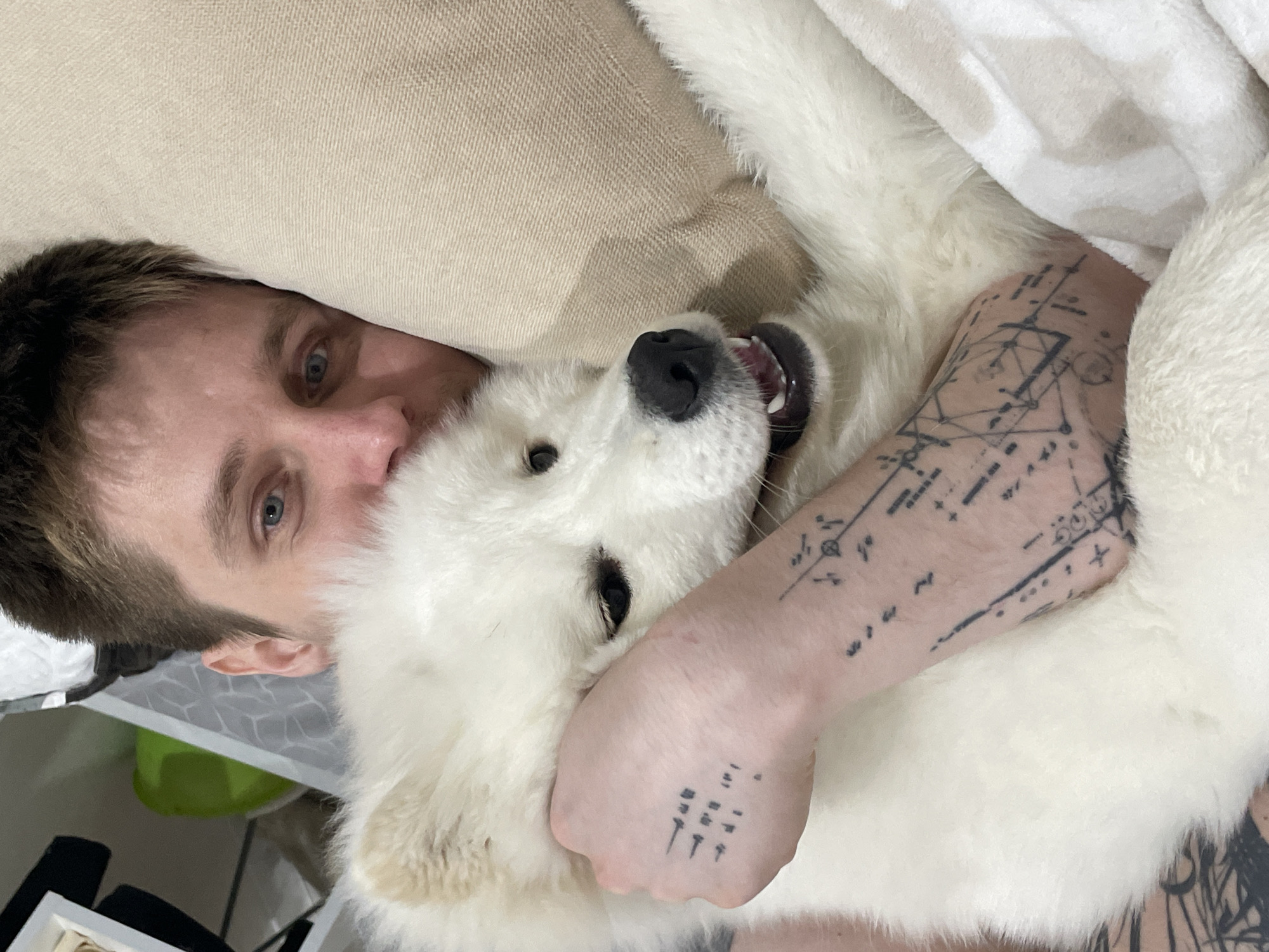 Domestic pet moments captured across homes during afternoon hours