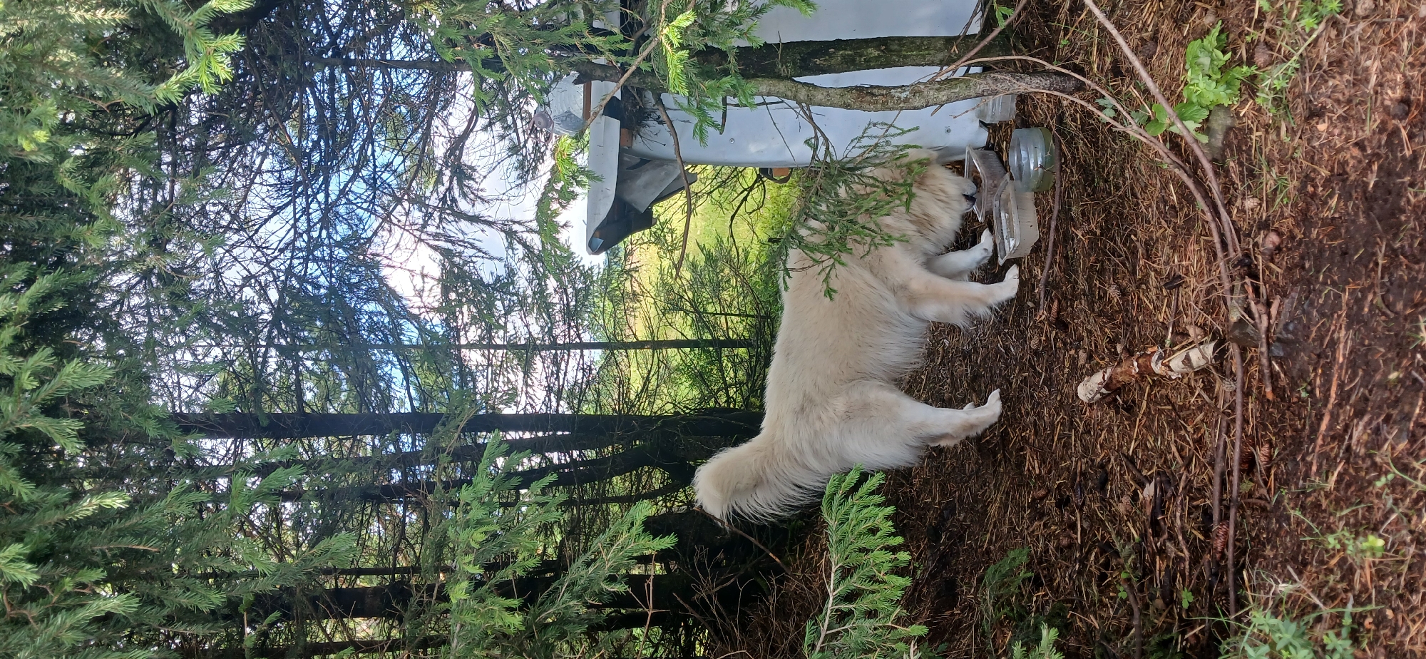 Fluffy white dog roaming and resting in a Russian forest