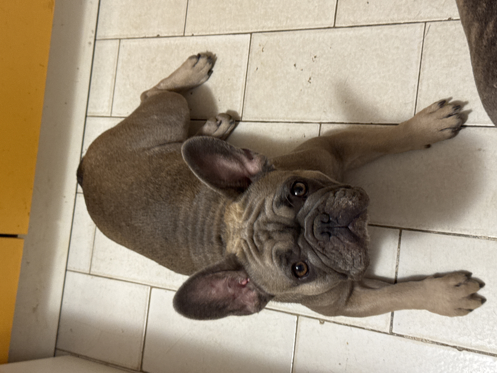 French Bulldogs lounging around a tiled home in central Italy