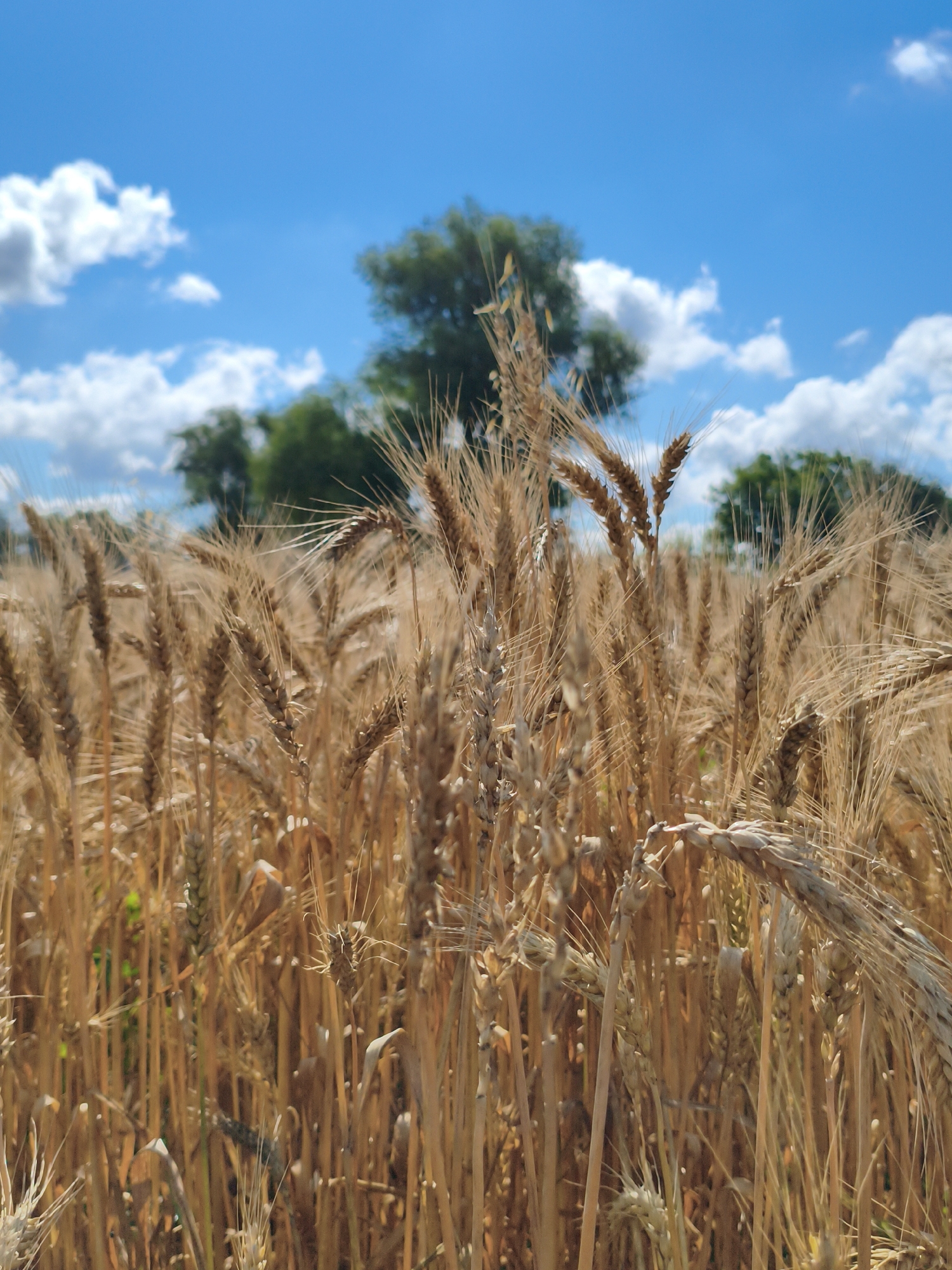 Summer morning in a small Ukrainian farming village