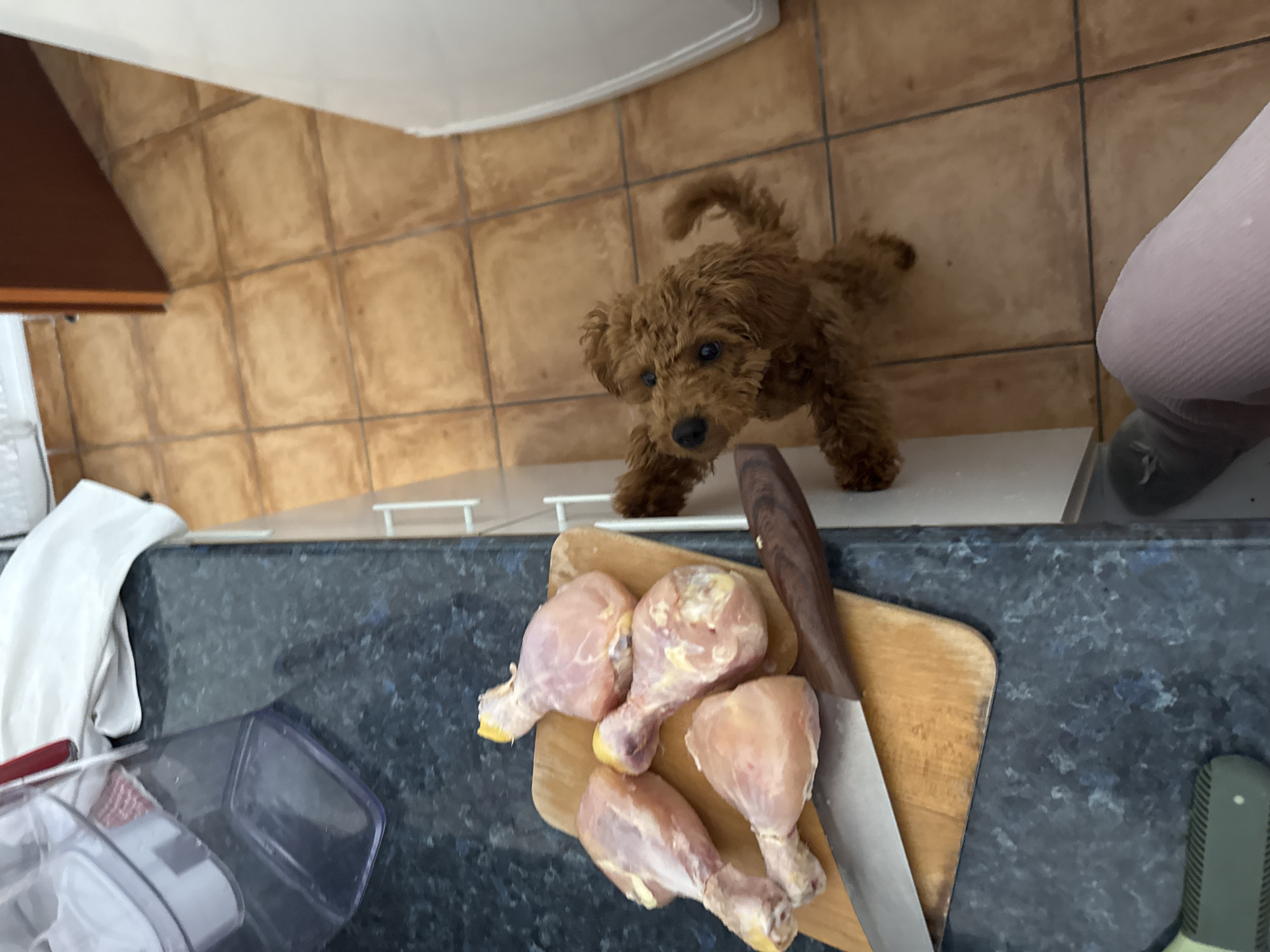 Home cooking session with poodle observer in Montenegro kitchen