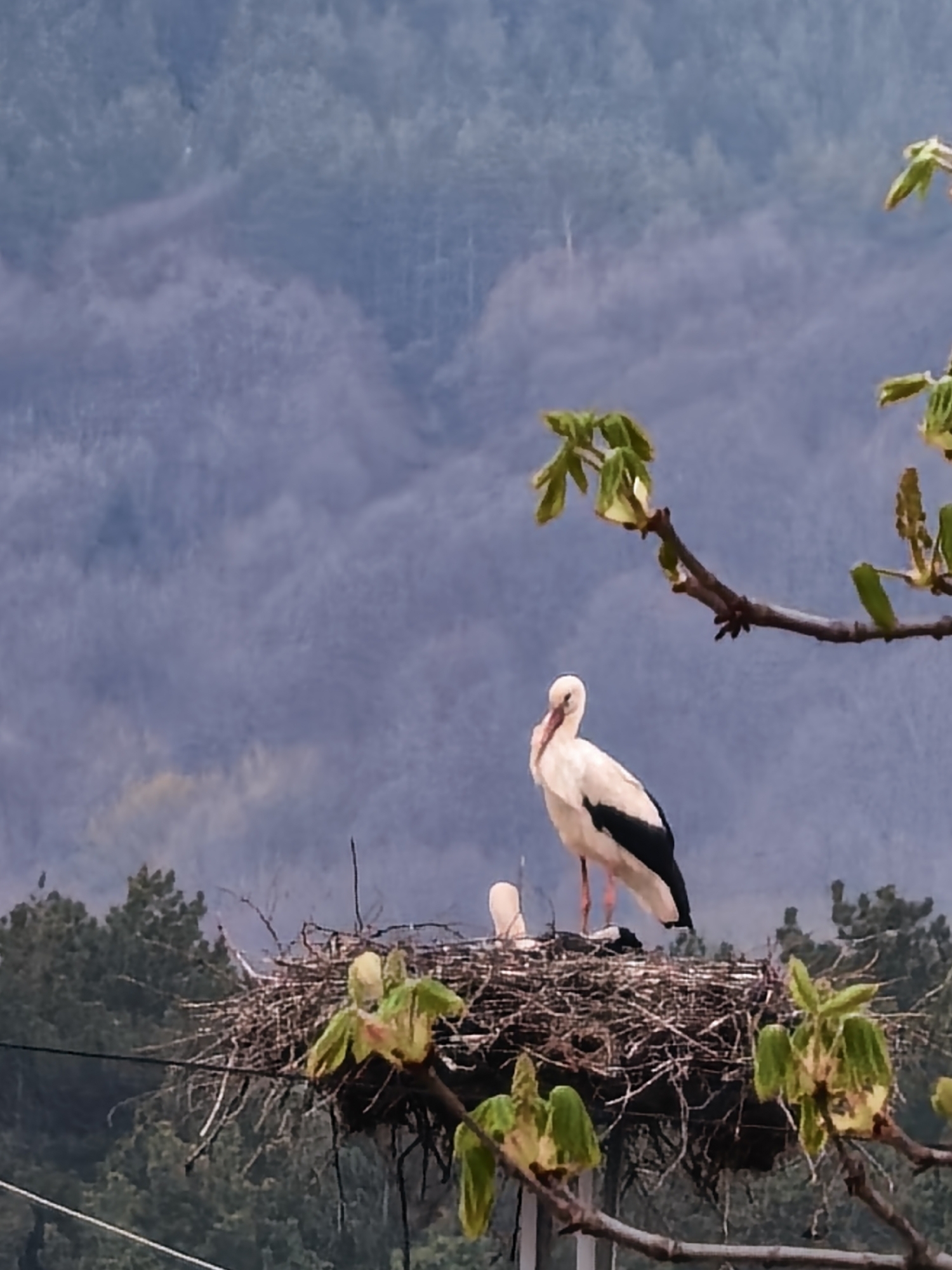 Ordinary moments captured: nesting stork, gold stand, dog, wooden wand
