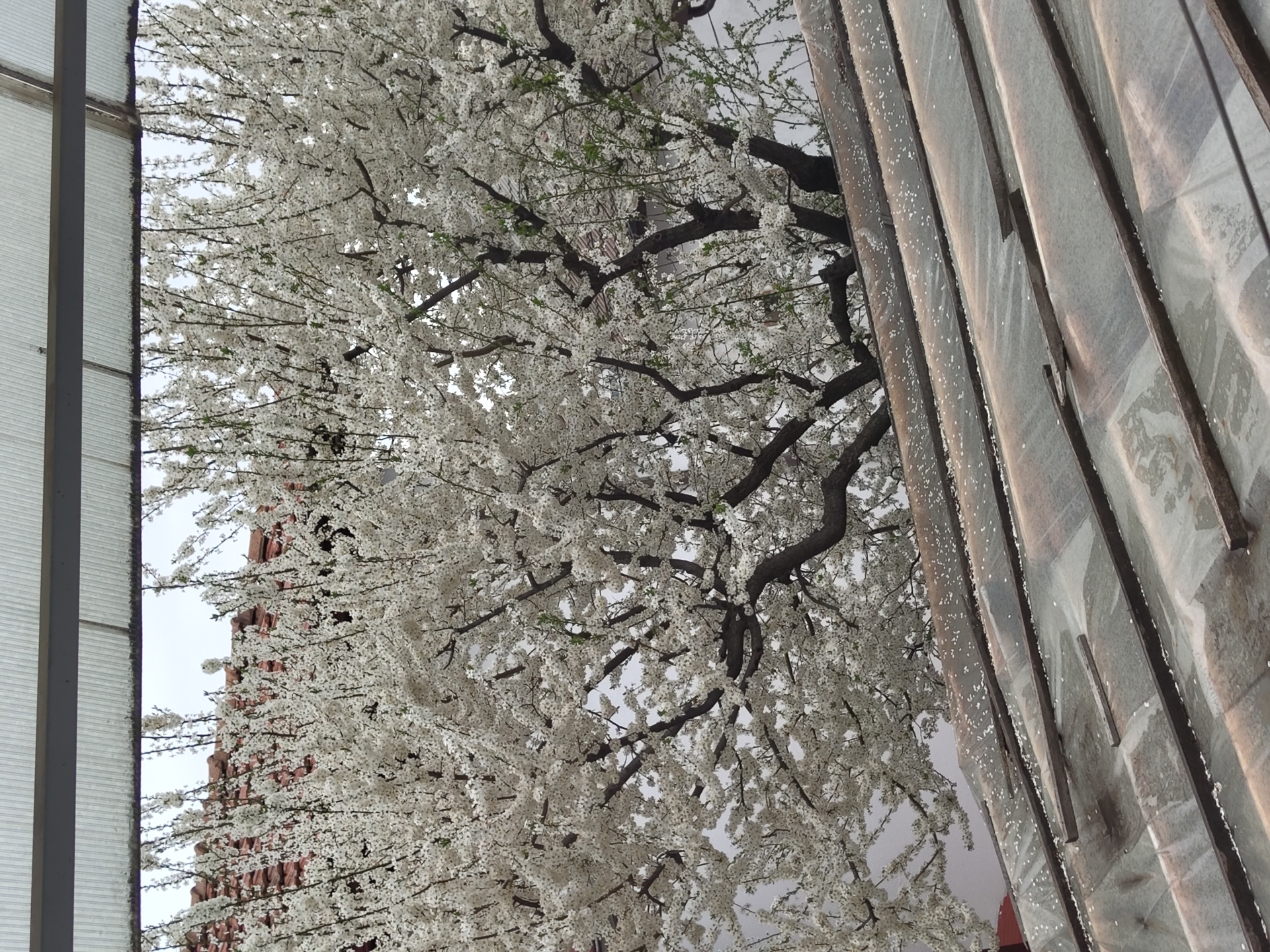 White flowering tree blooms in Pletena, Bulgaria