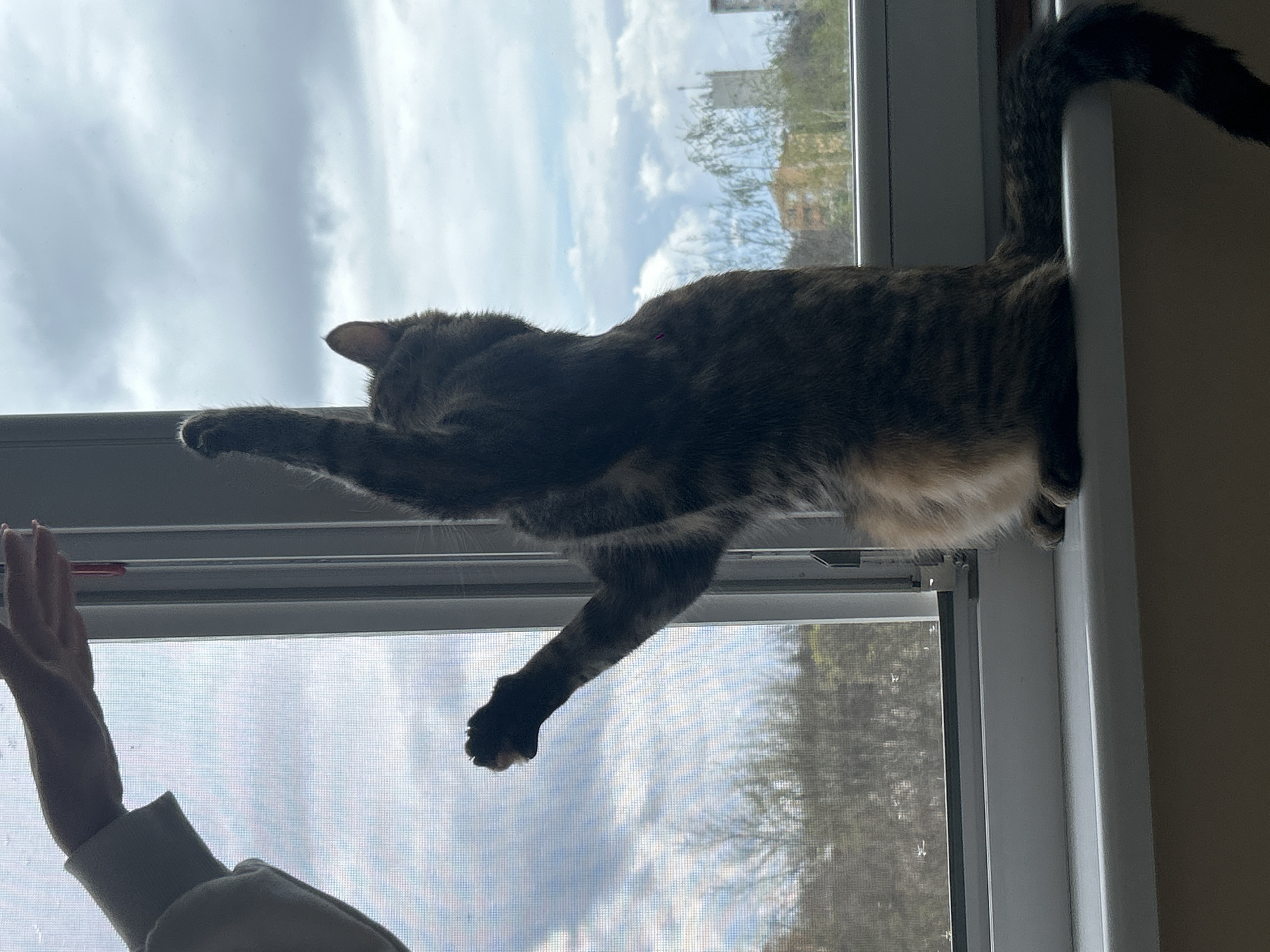 Cat reaches for human hand at window in Dimitrovgrad