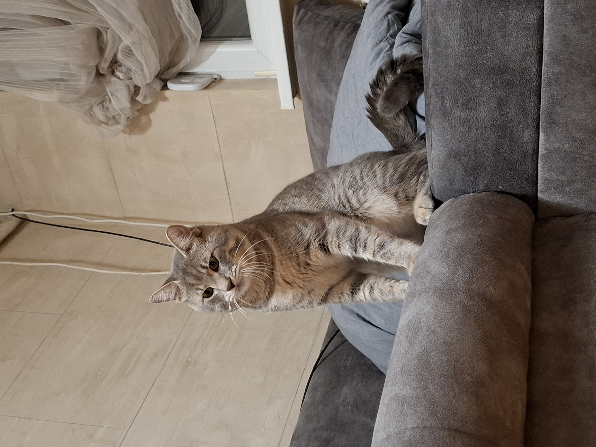 Tabby cat photographed in multiple portraits in Novi Sad