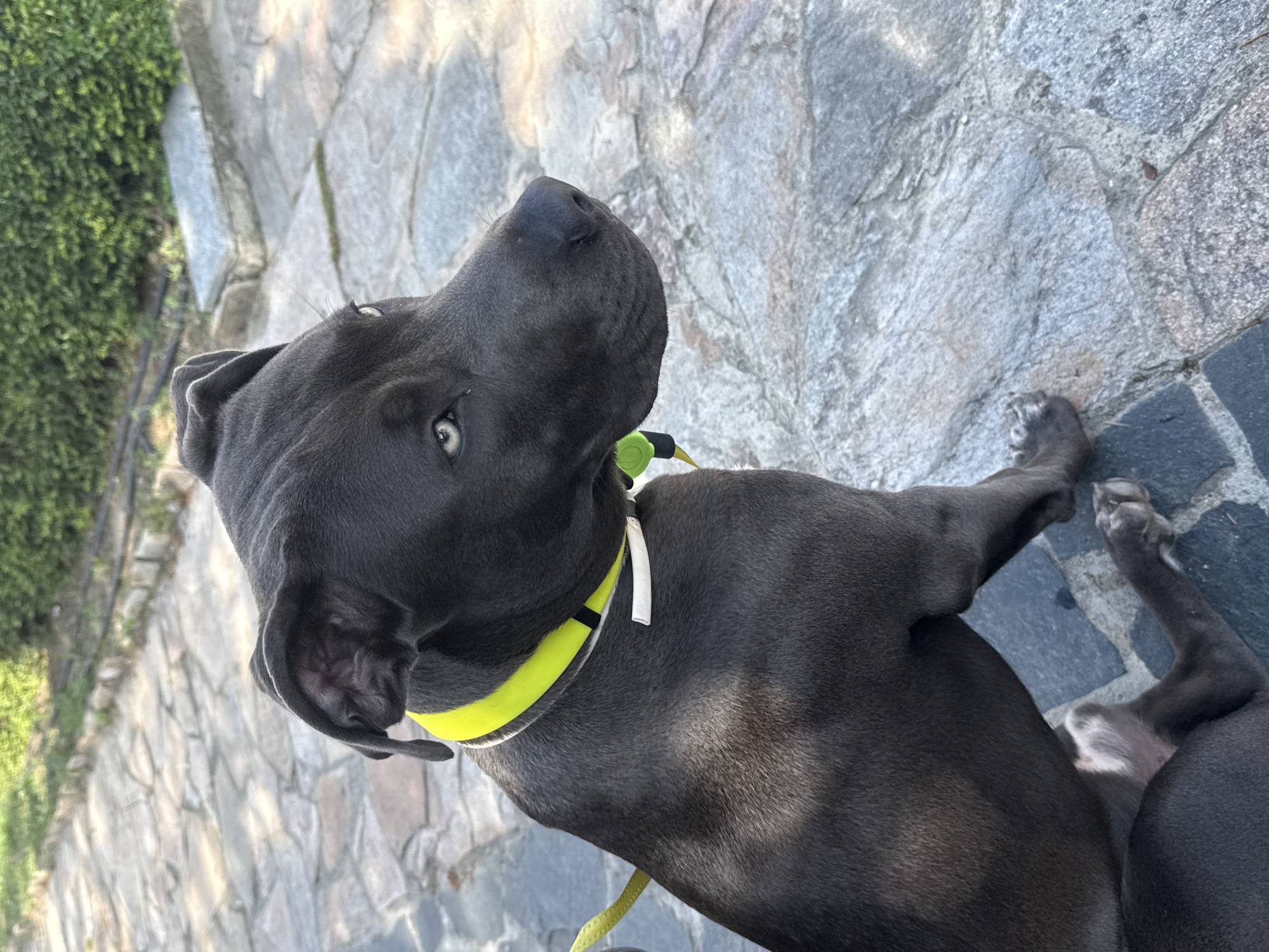 Gray dog with blue eyes spotted in Aksakovo park