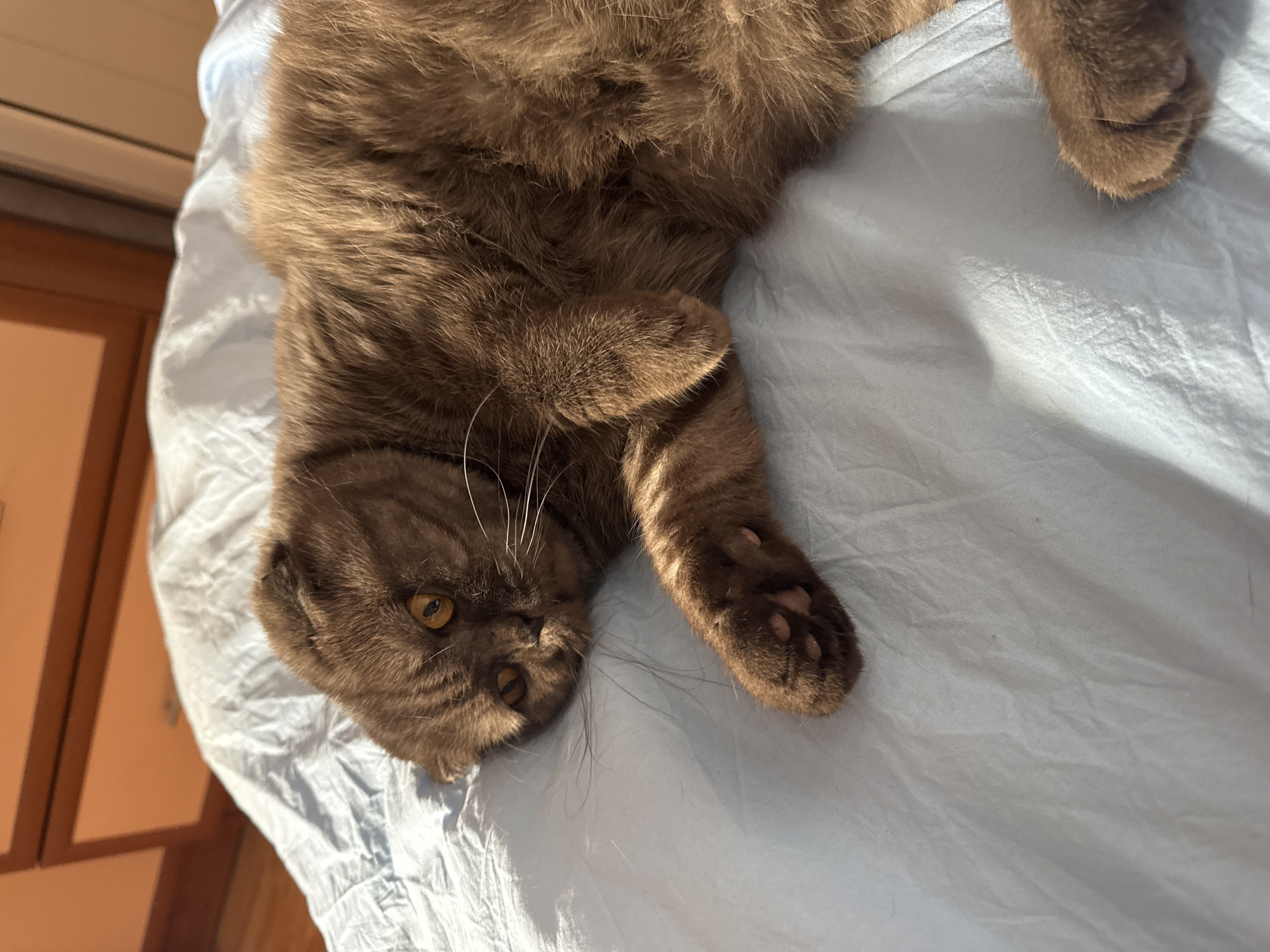 Scottish Fold cat photographed relaxing indoors in Panagyurishte, Bulgaria