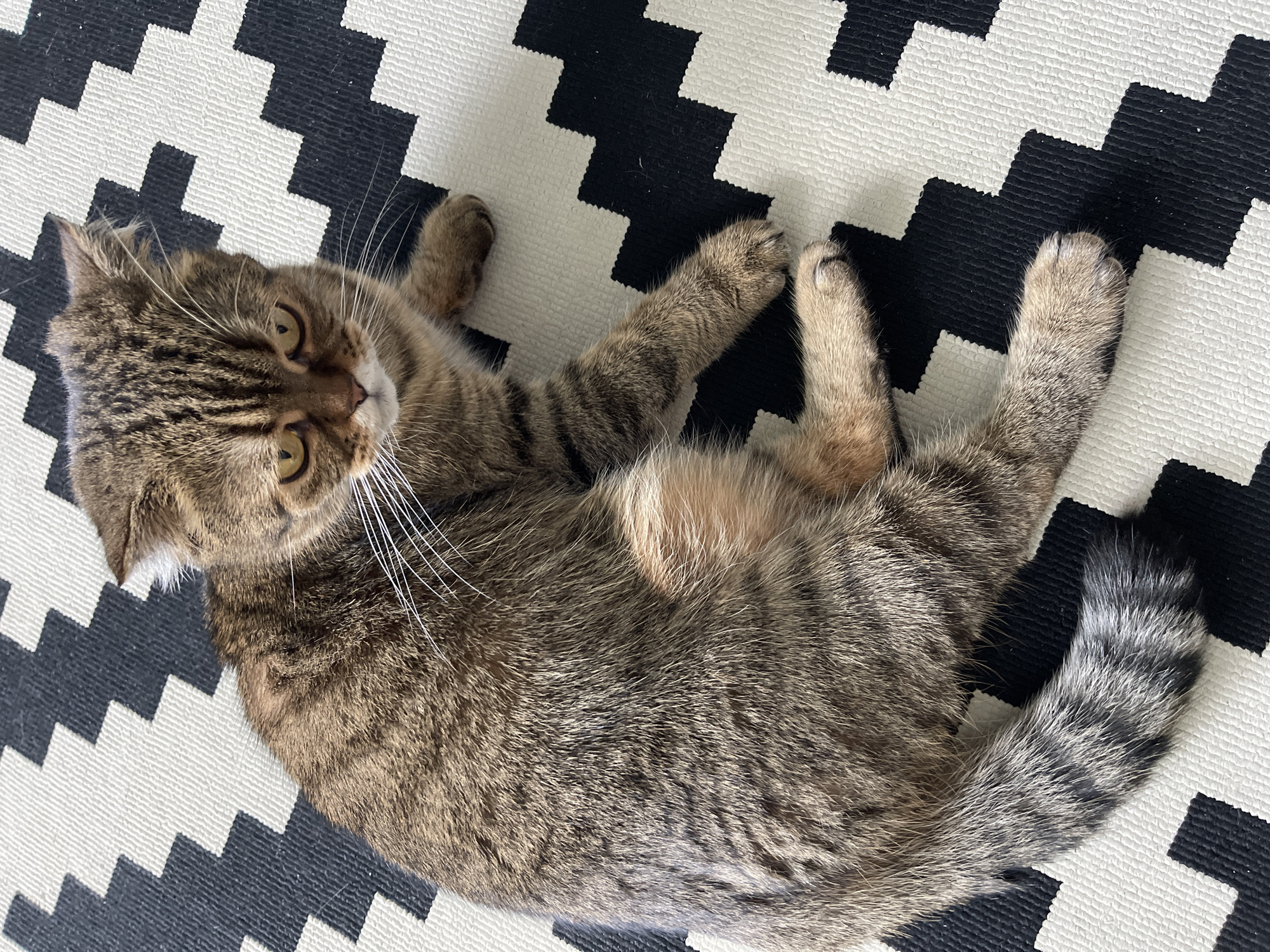 Tabby cat lounging on its back in Dzerzhinsk