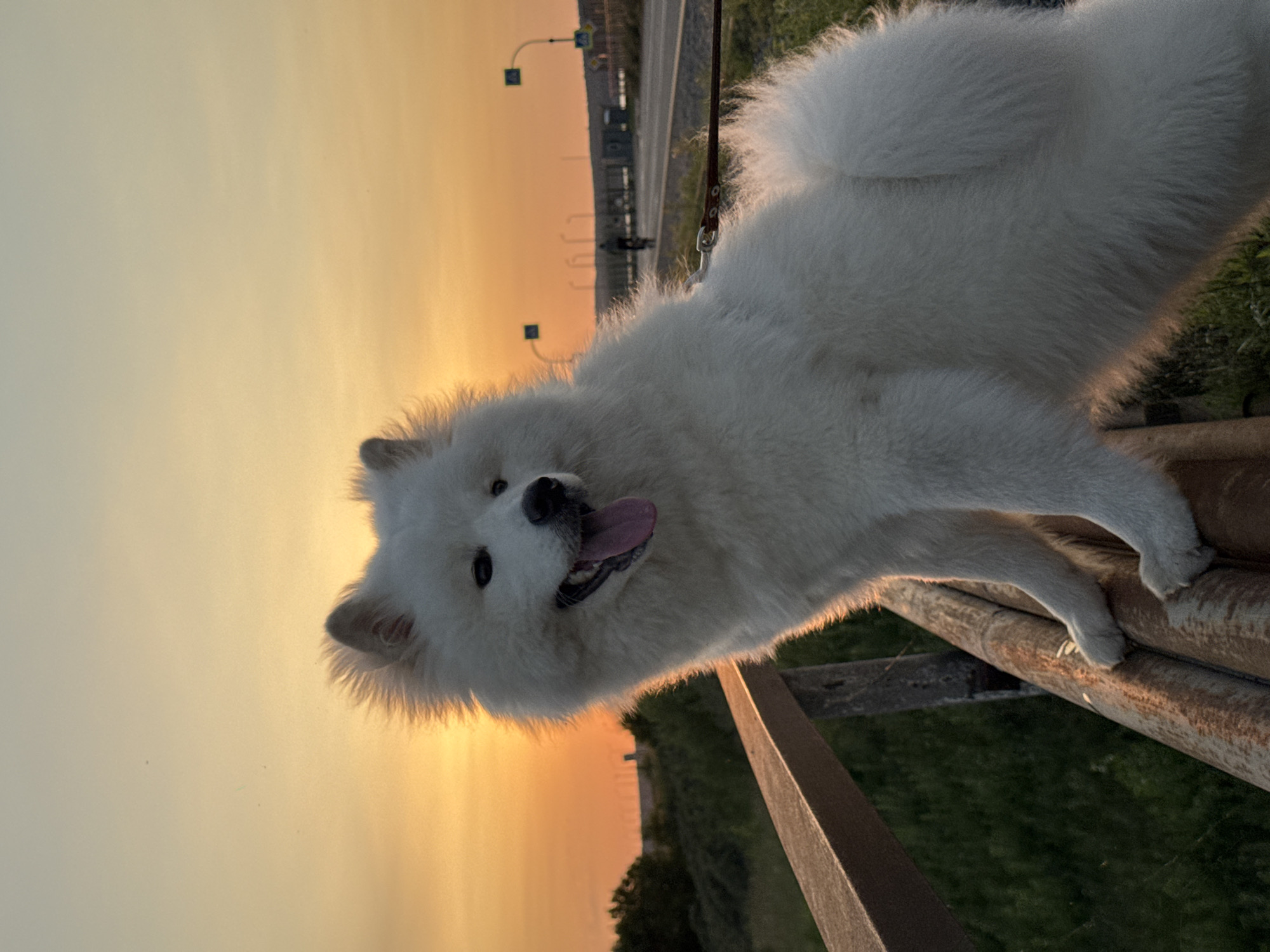 Golden hour stroll along the Chaikovsky waterfront with a Samoyed
