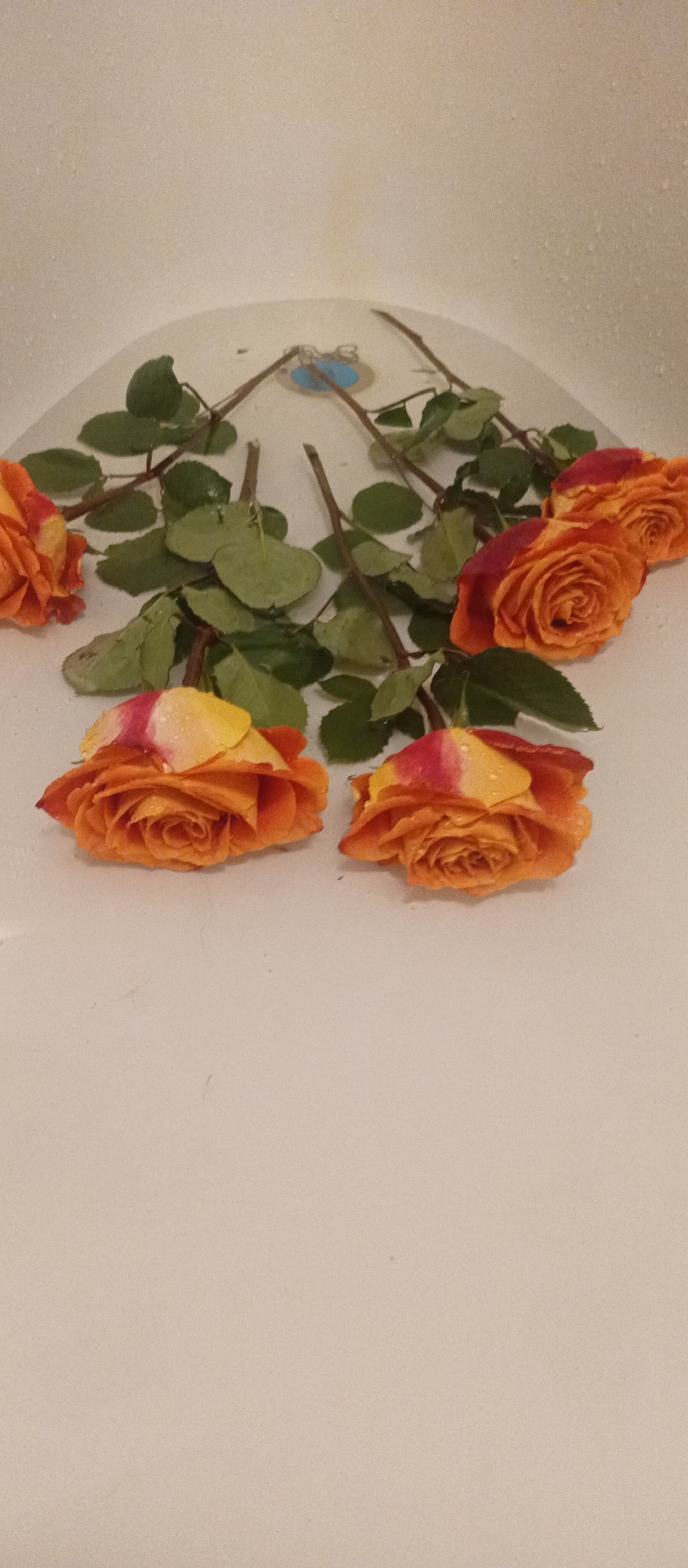 Artistic still-life arrangements documented in private indoor setting