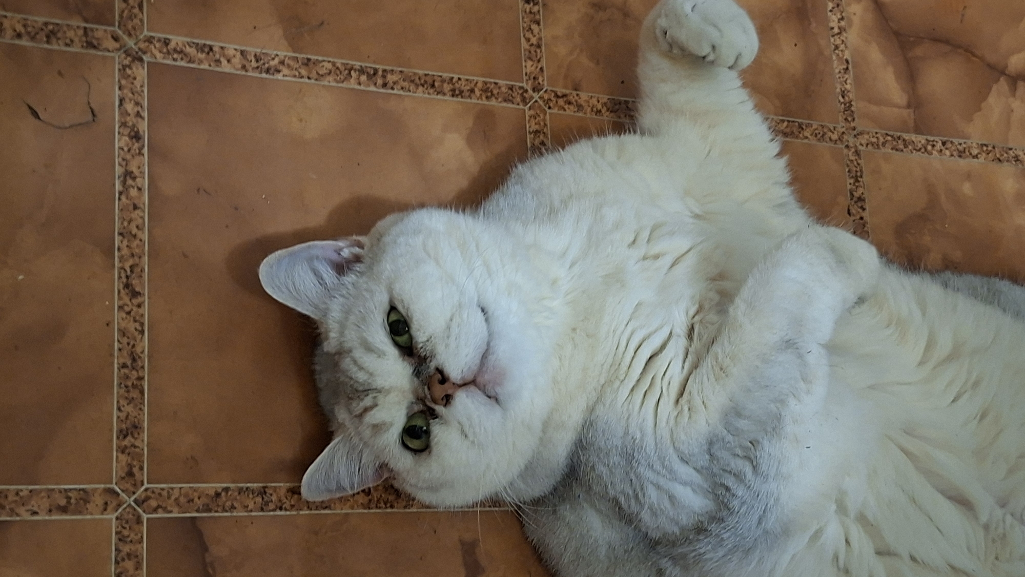 Cats, peonies, and a quiet evening at a rural Belarus home