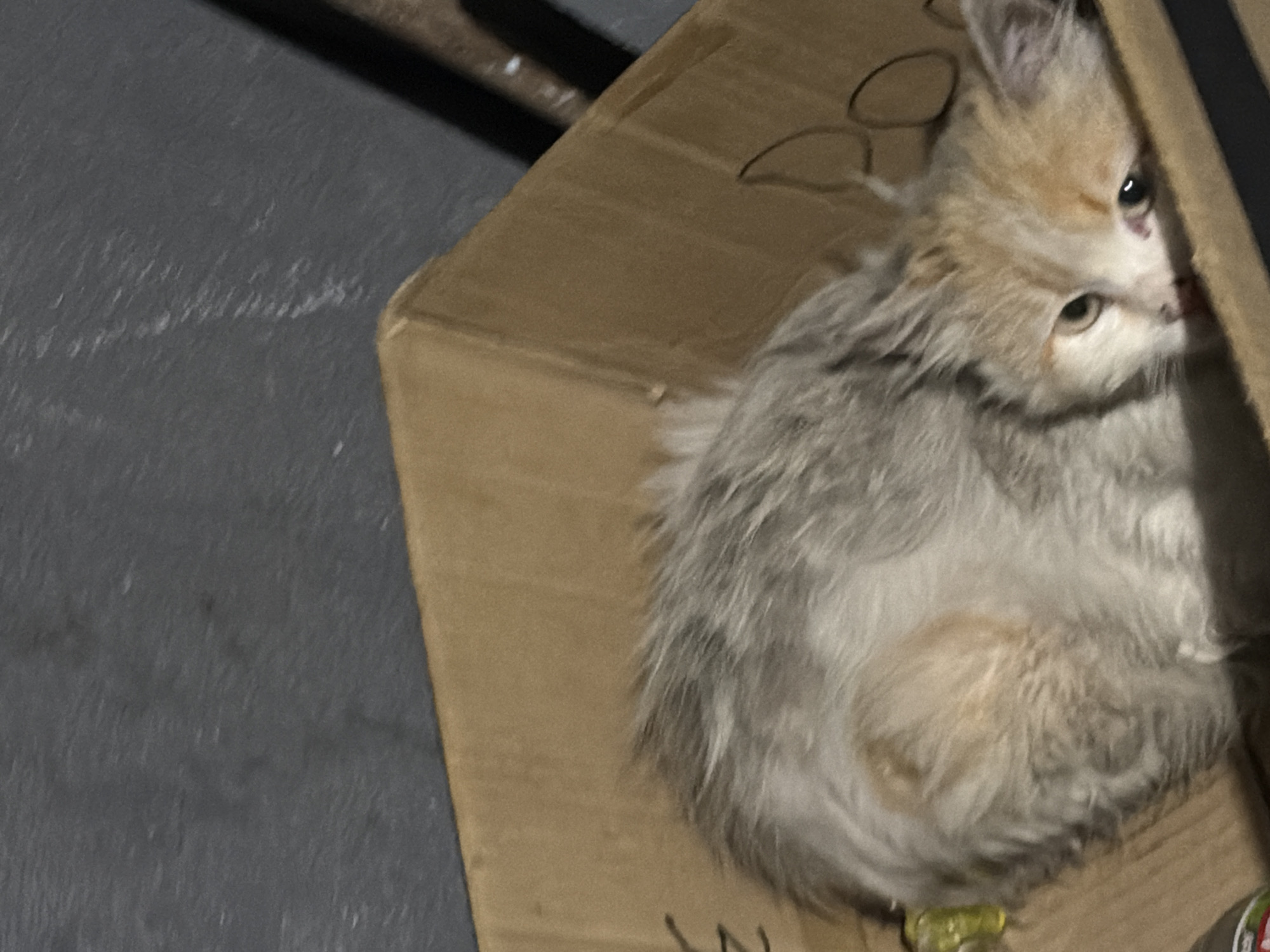 Stray cats find shelter in cardboard boxes in Bulgaria
