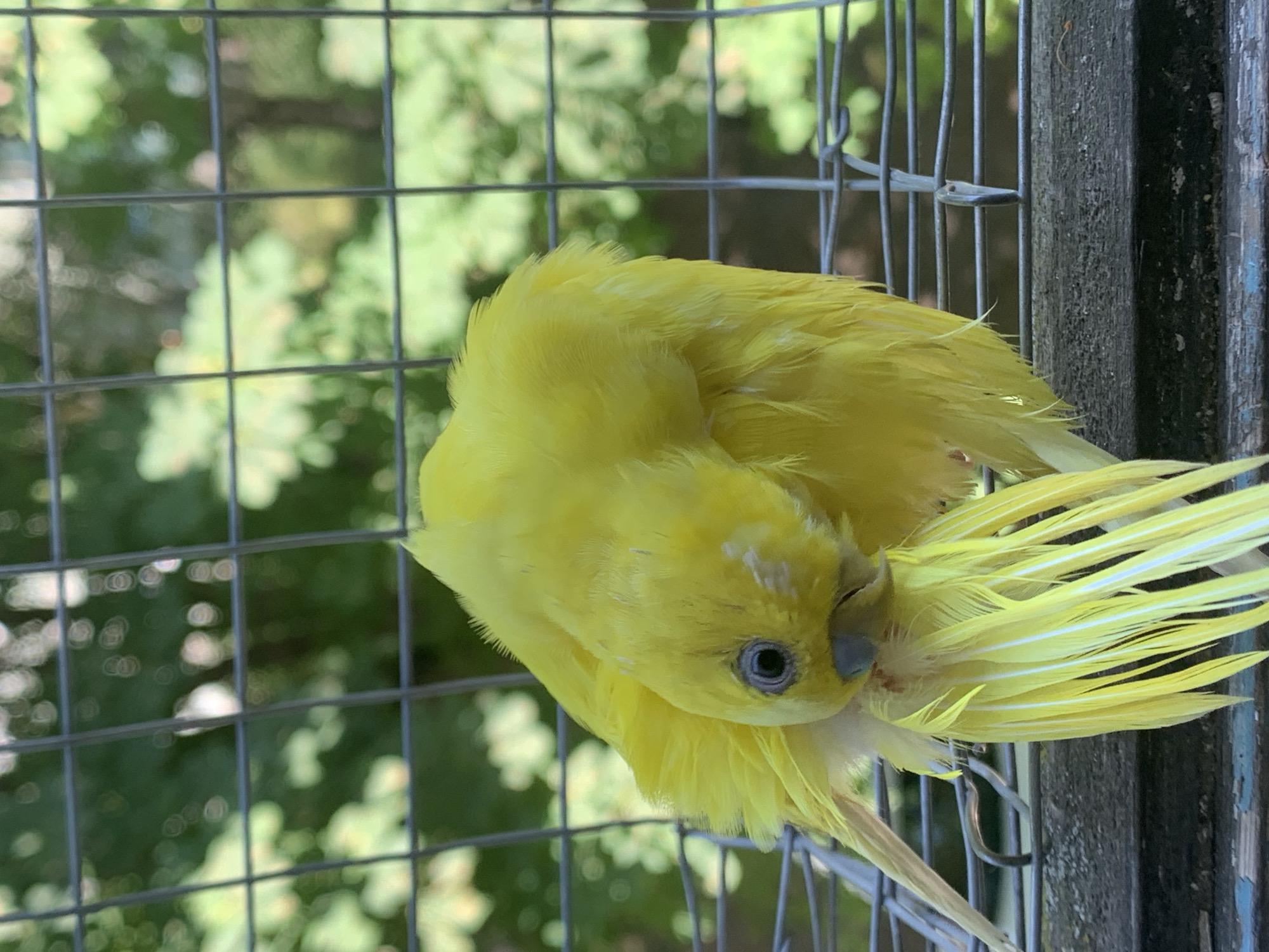 Close-up shots of a yellow budgerigar in Poltava