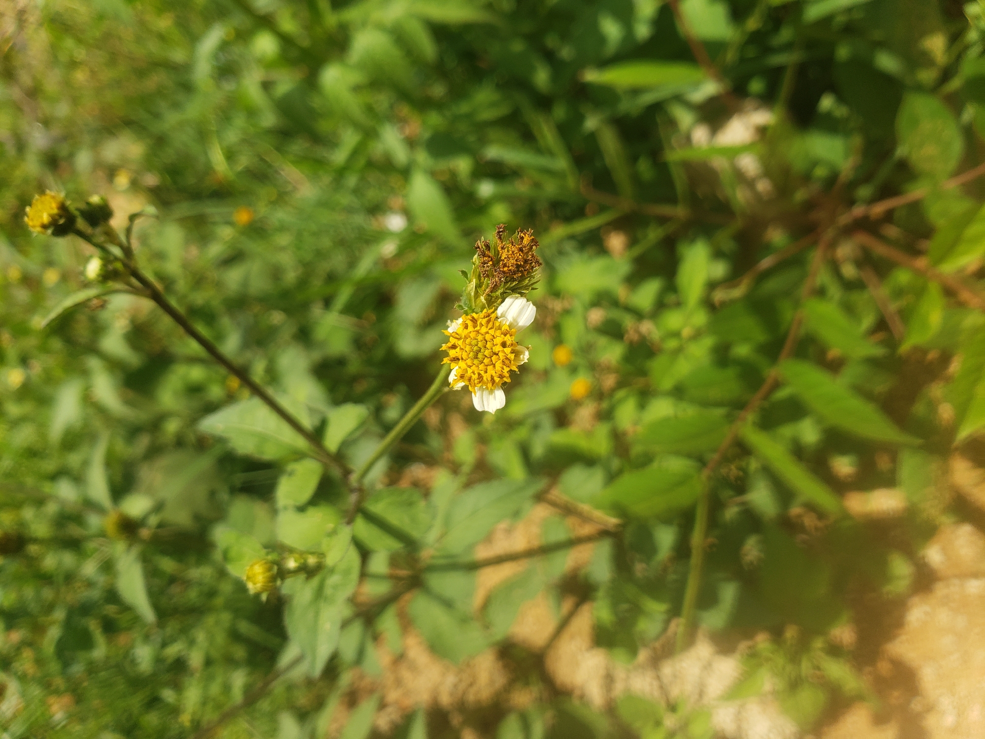 Wildflowers and drainage channels in Jos, Nigeria