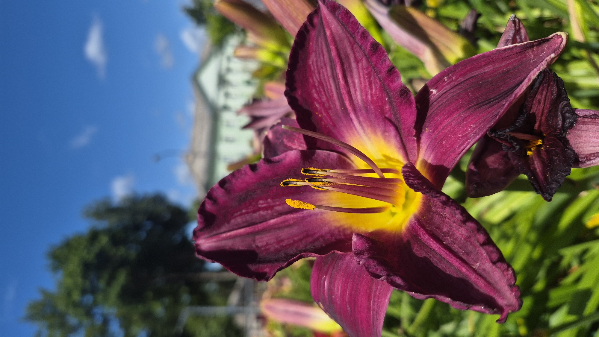 Summer flowers in full bloom around Dagda, Latvia