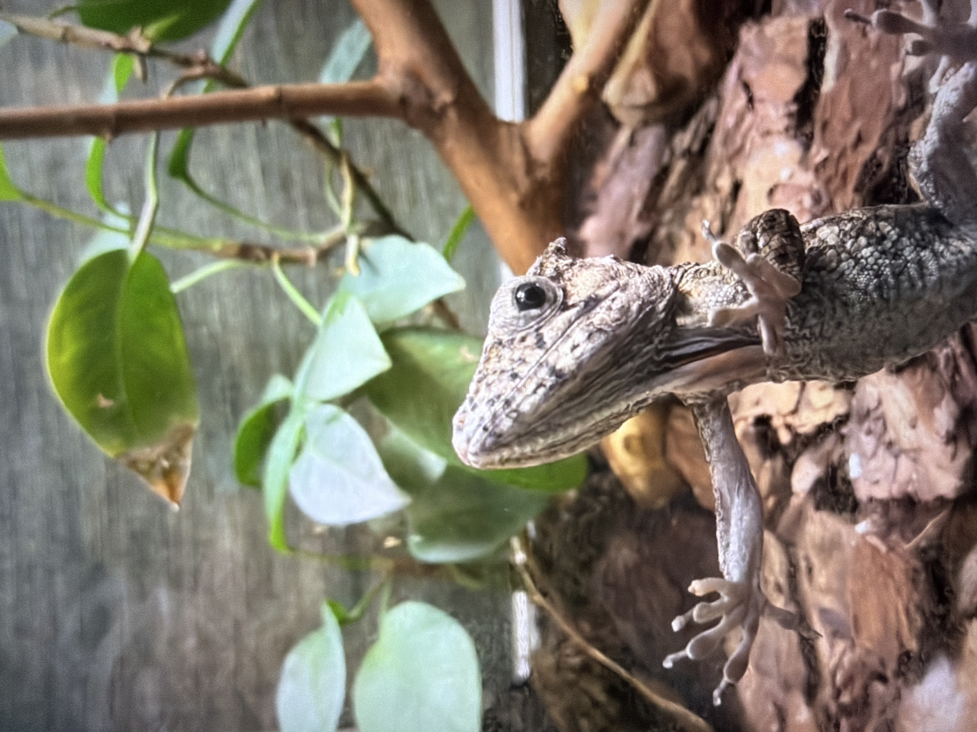 Morning at Kyiv Zoo: tigers, lynx, eagles, and more