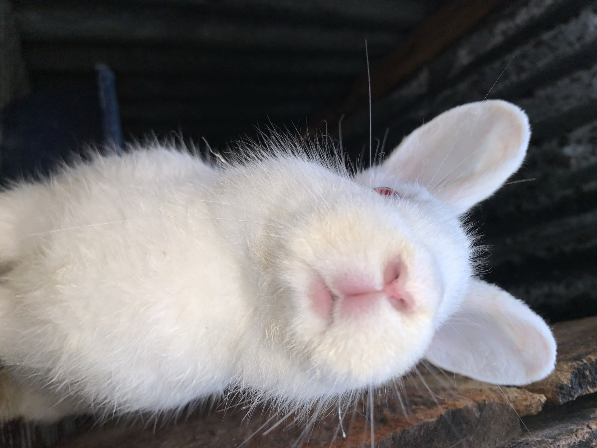 Rabbits, street life, and quiet moments in Jos, Nigeria