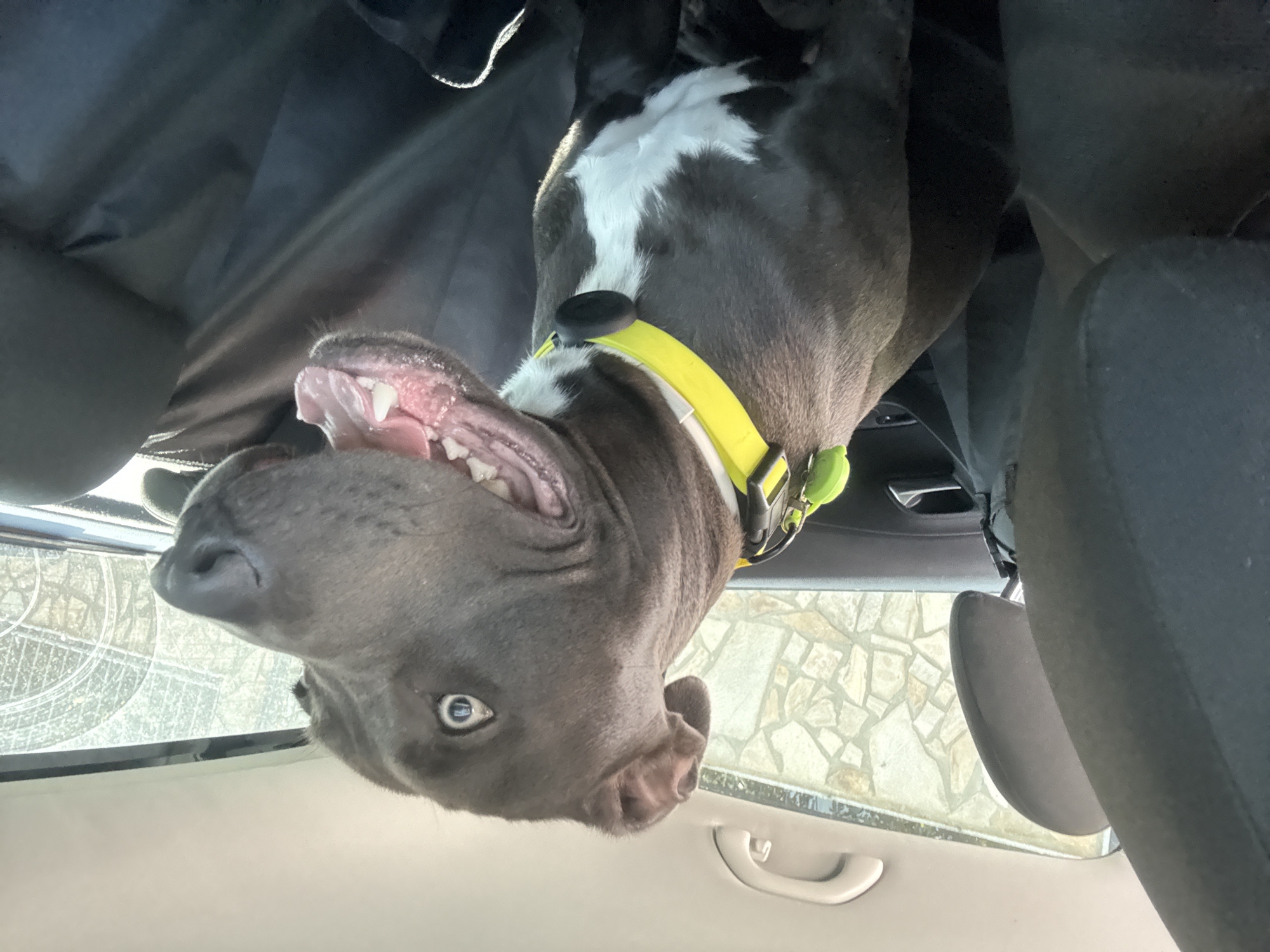 Pit bull riding in the back seat, Aksakovo