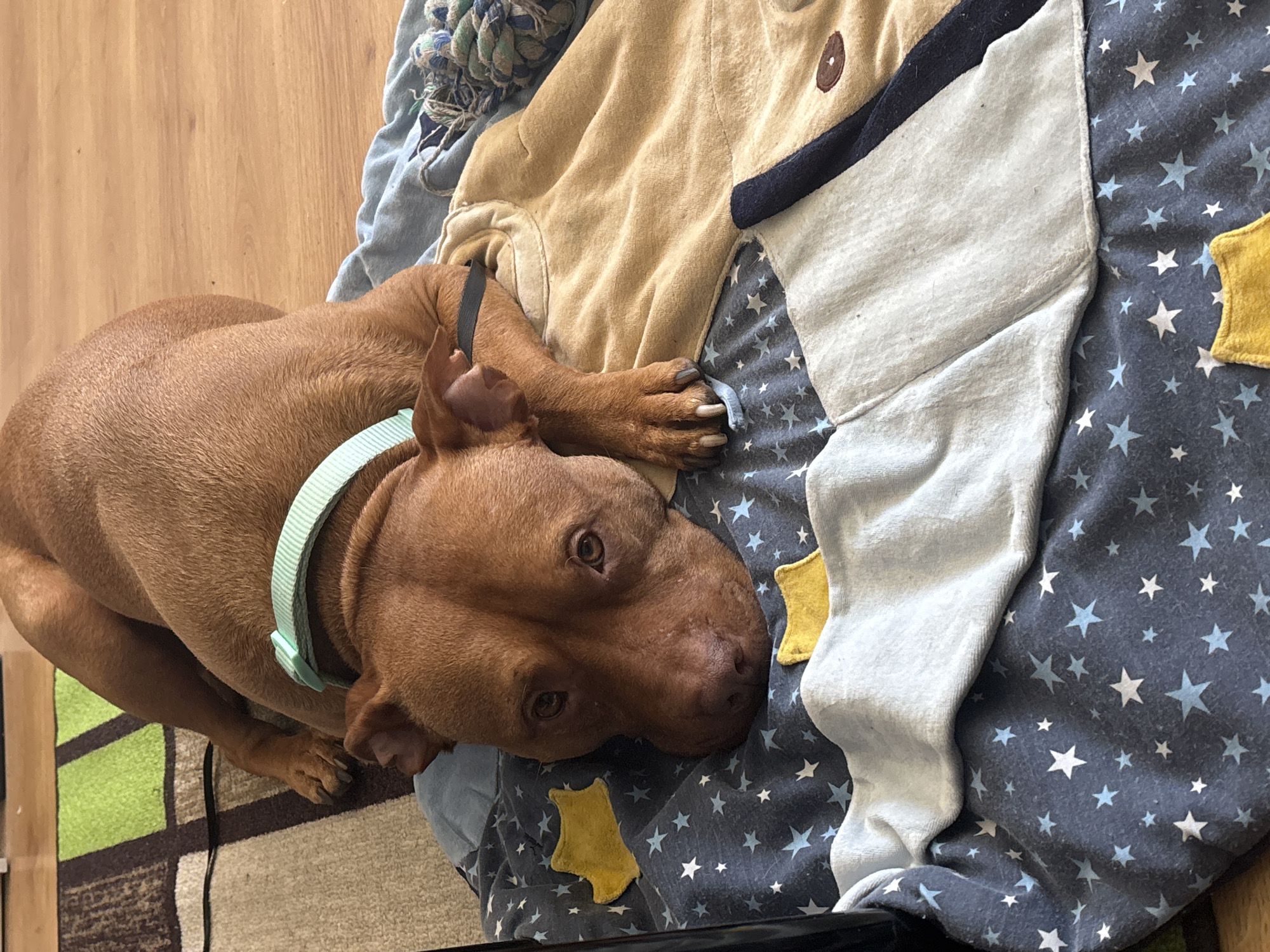 Brown dog spotted resting in multiple Sofia locations