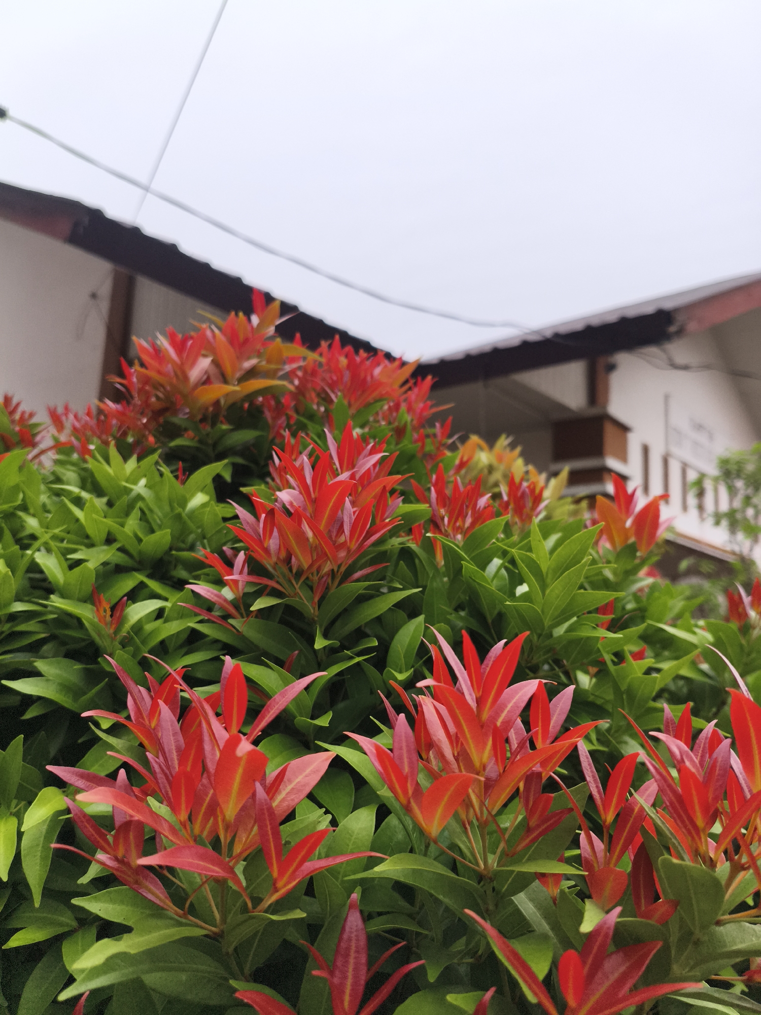 Morning plant survey through a flowering neighborhood in Baratpayaitek