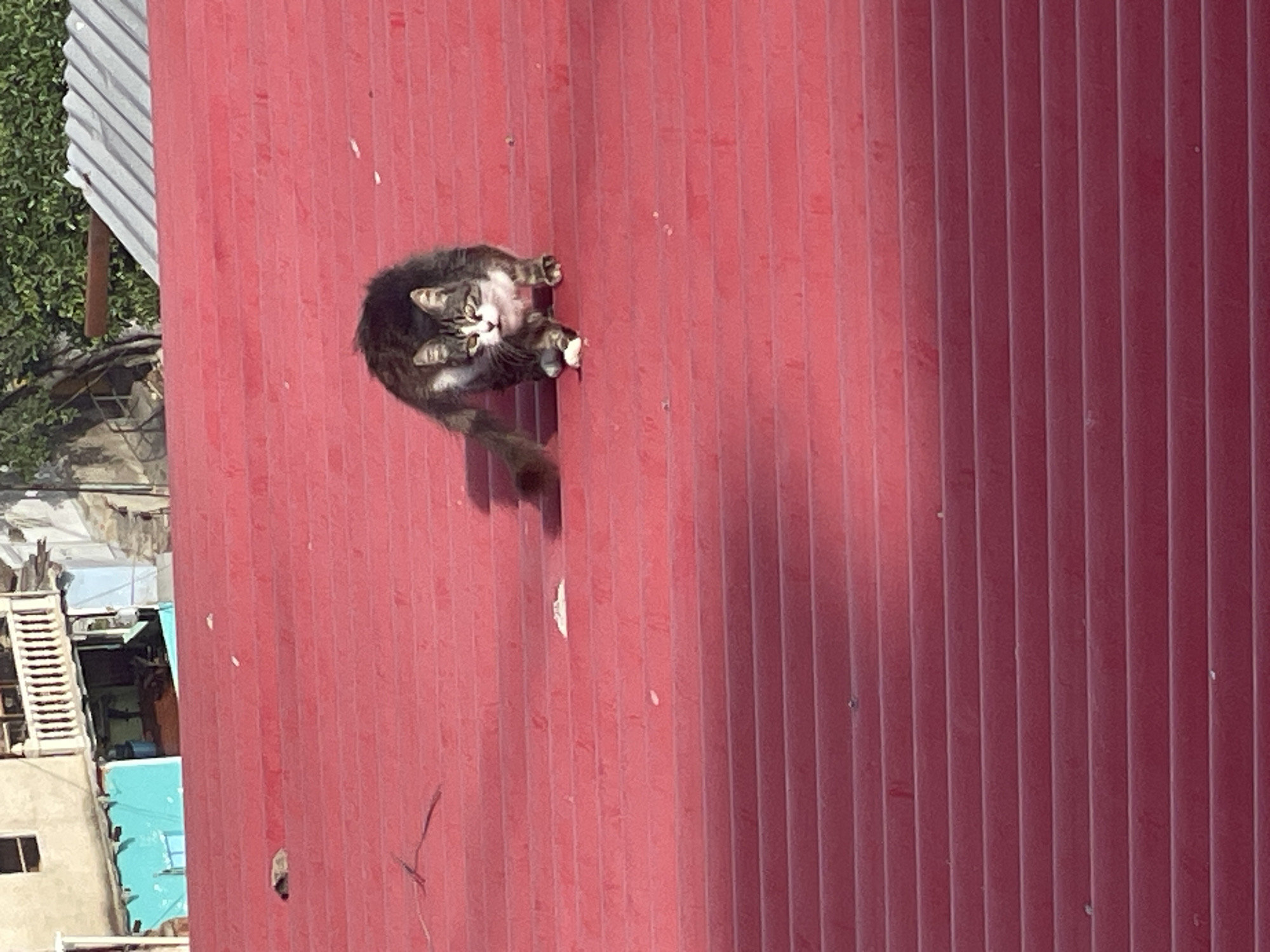 Cat spotted grooming on red rooftop in Caracas