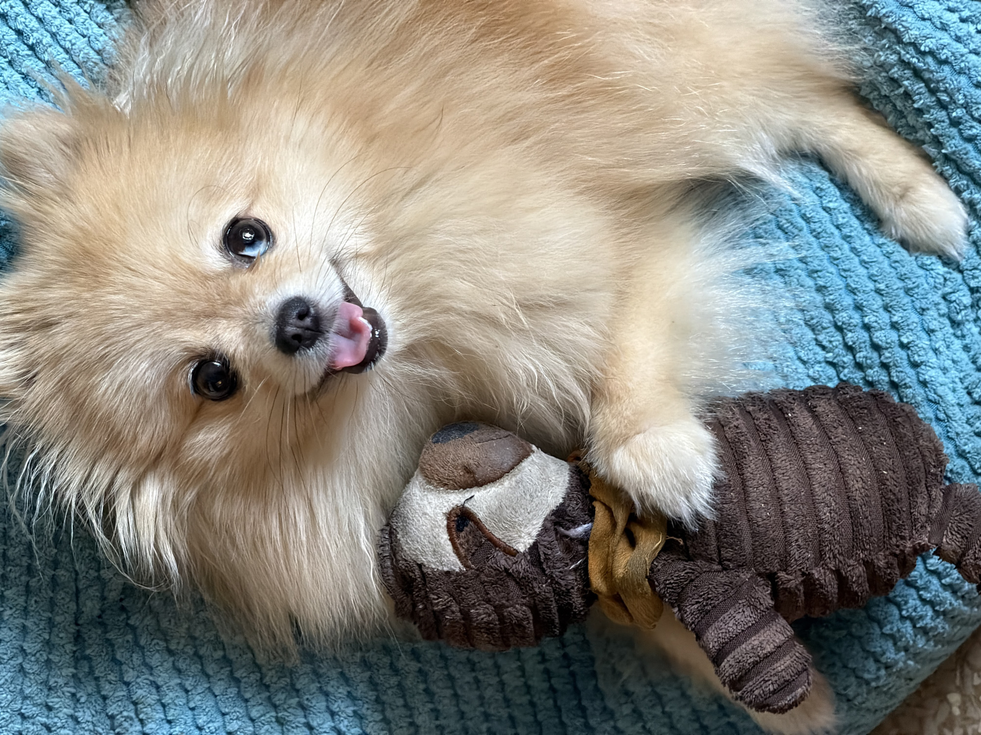 Barcelona apartment evening with a playful Pomeranian