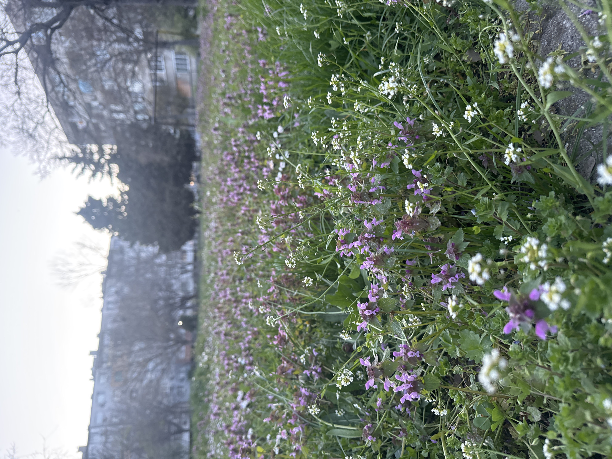 Spring wildflowers bloom in urban Burgas, Bulgaria