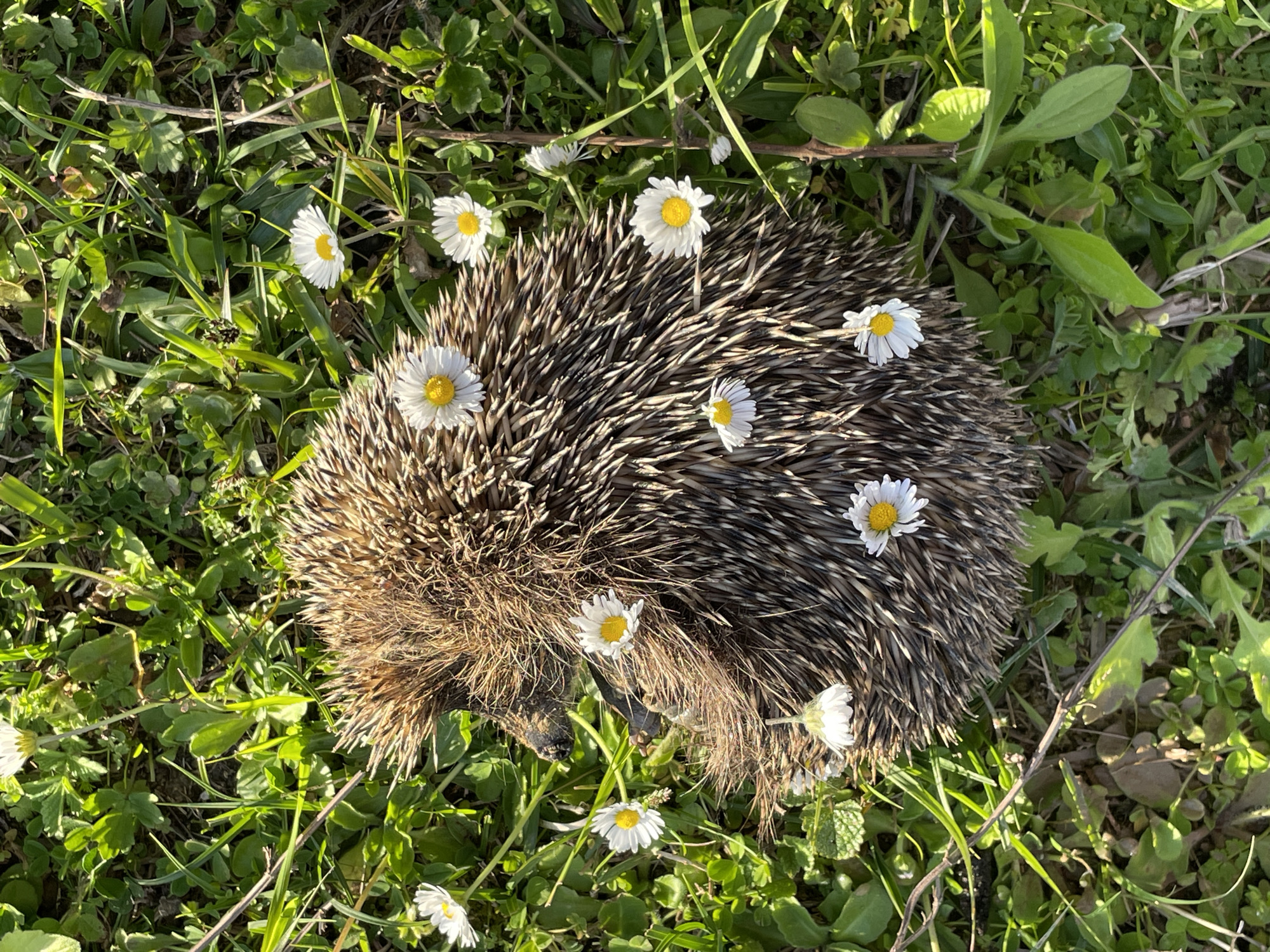 Daisy-covered hedgehog photographed in grass in Tsandrypsh, Abkhazia