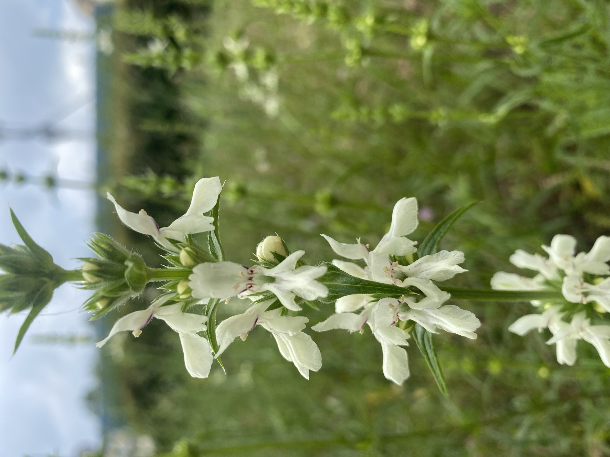 Morning wildflower documentation captured in Kamianske, Ukraine