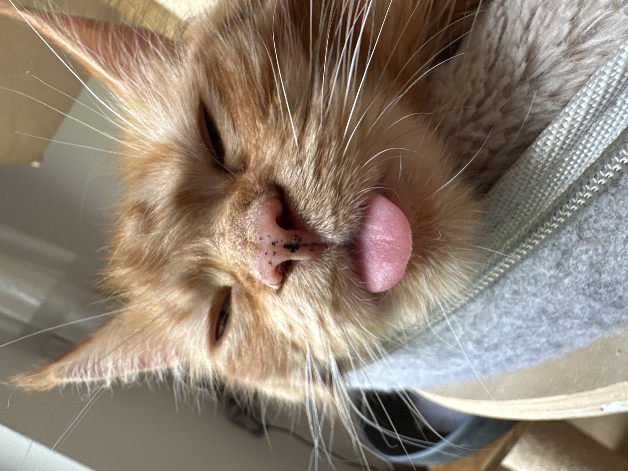 Two cats doing absolutely nothing, documented with love
