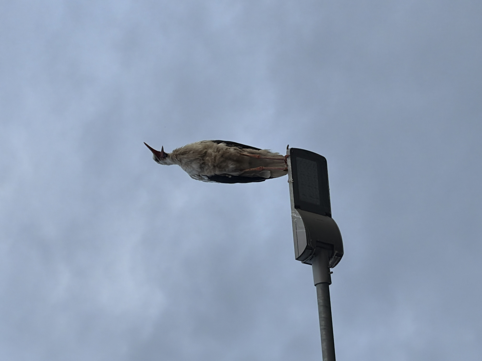 Stork perches on a street lamp at dusk in Ulbroka