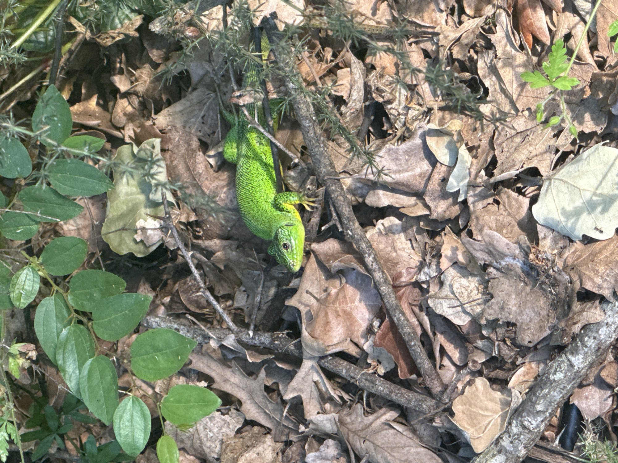 Green lizards spotted among fallen leaves in Bulgarian forest