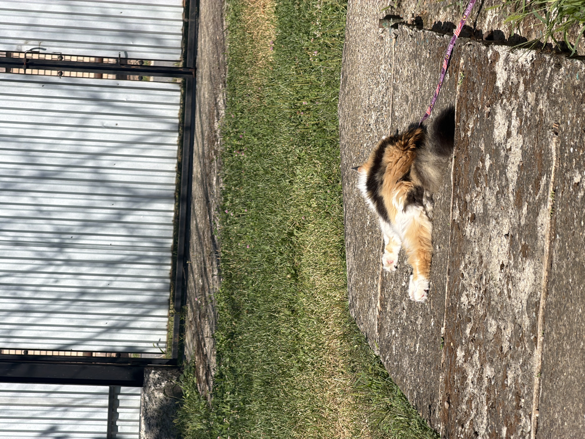 Calico cat and husky roam a quiet rural property