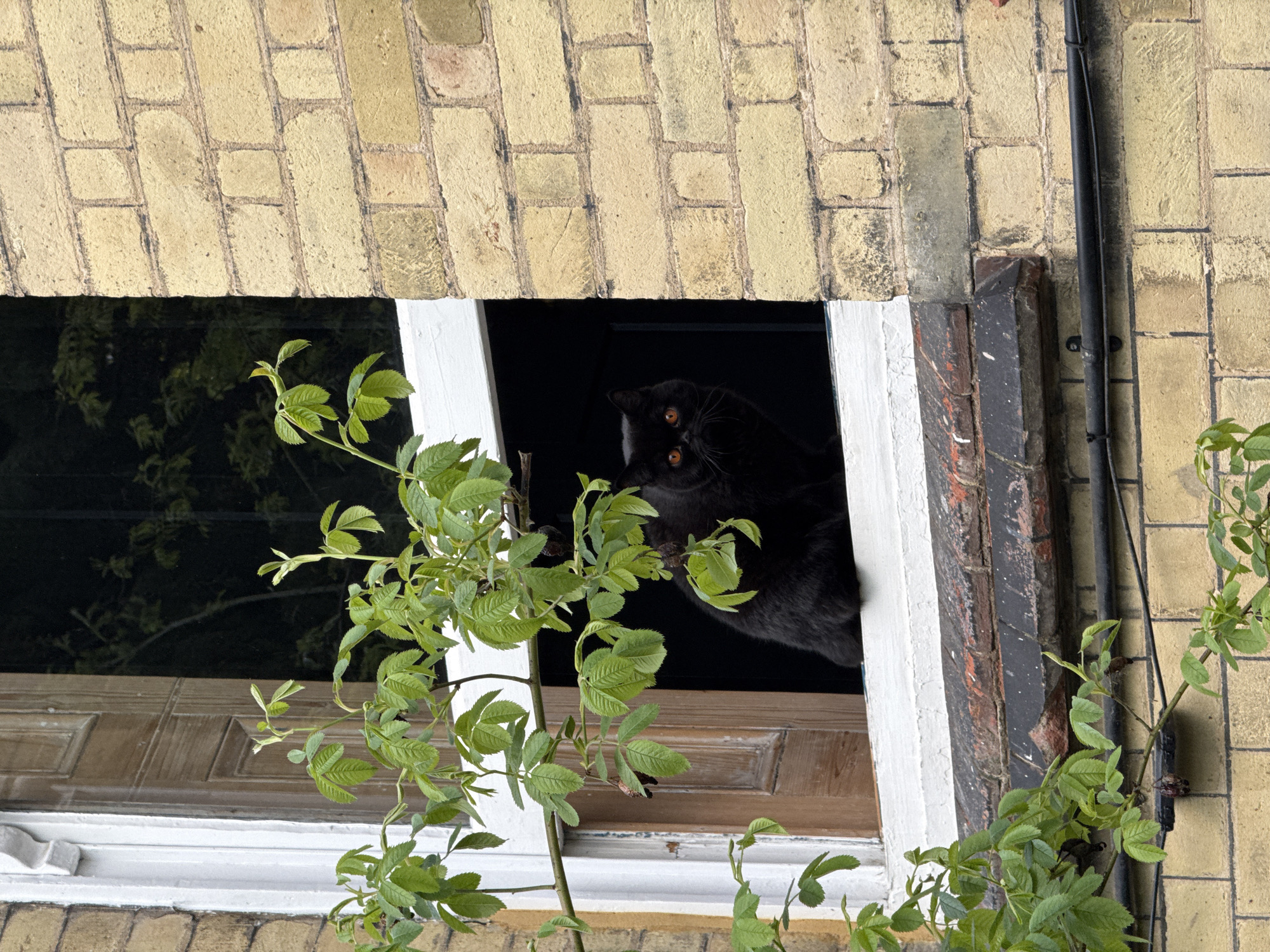 Black cat spotted gazing from London building window