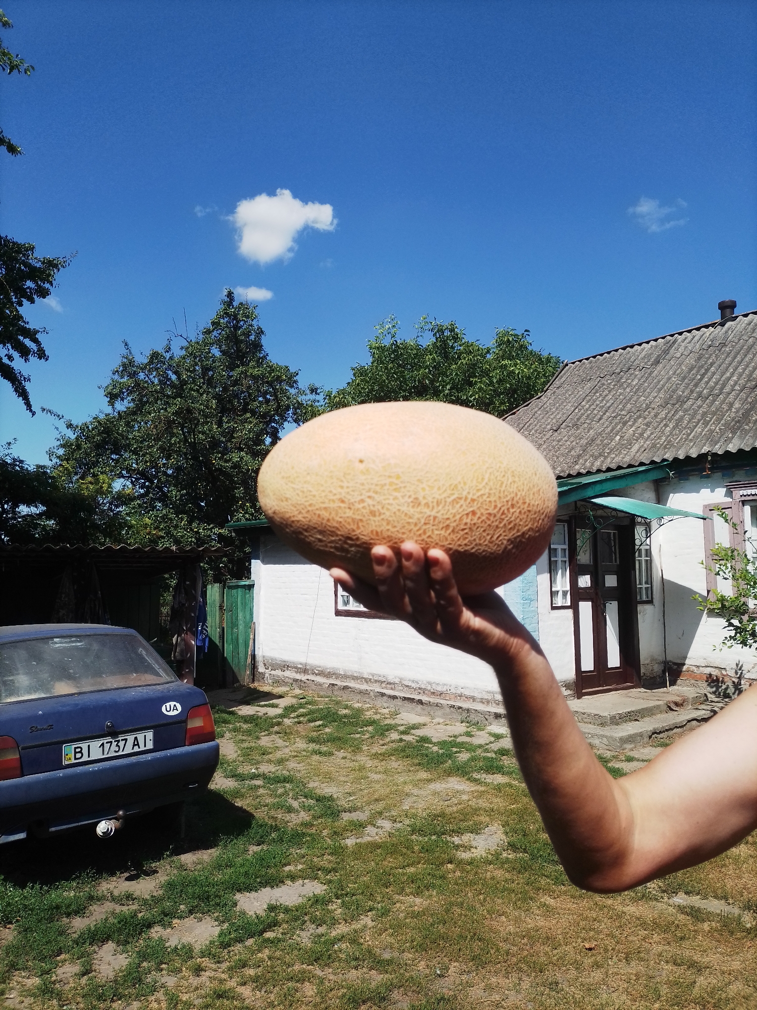 Ripe cantaloupe held up under blue skies in Ustyvytsia