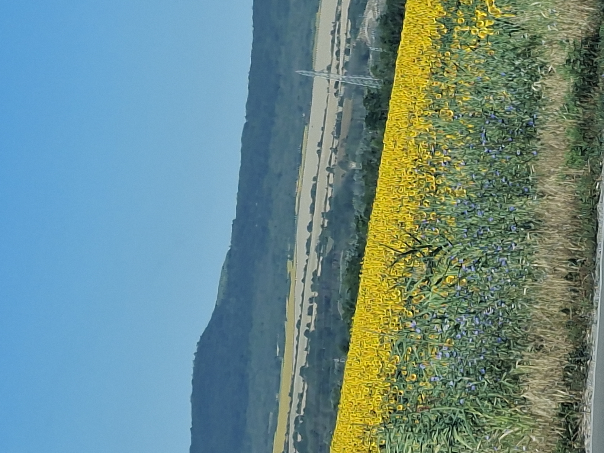 Sunflower fields in full bloom outside Devnya, Bulgaria