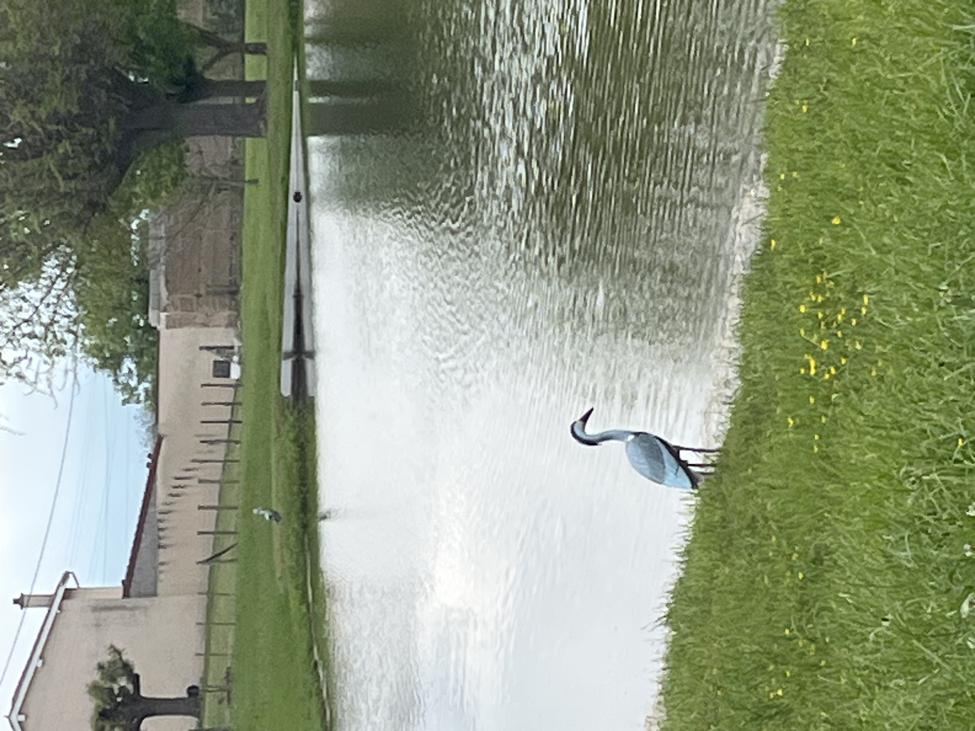 Bird spotted at pond in Chambœuf, France
