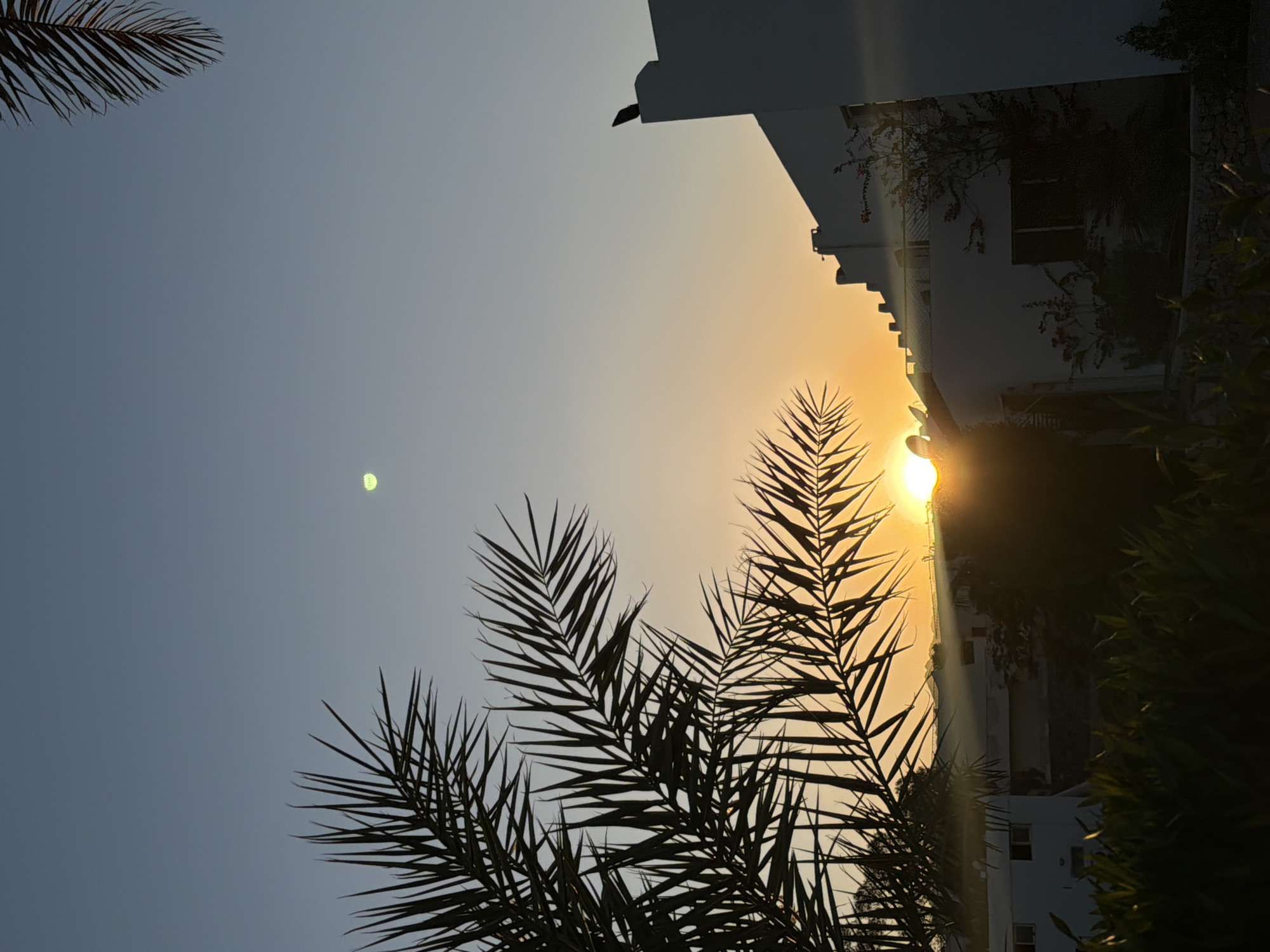 Sharm El Sheikh sunset: palm trees, date palms, and personal moments