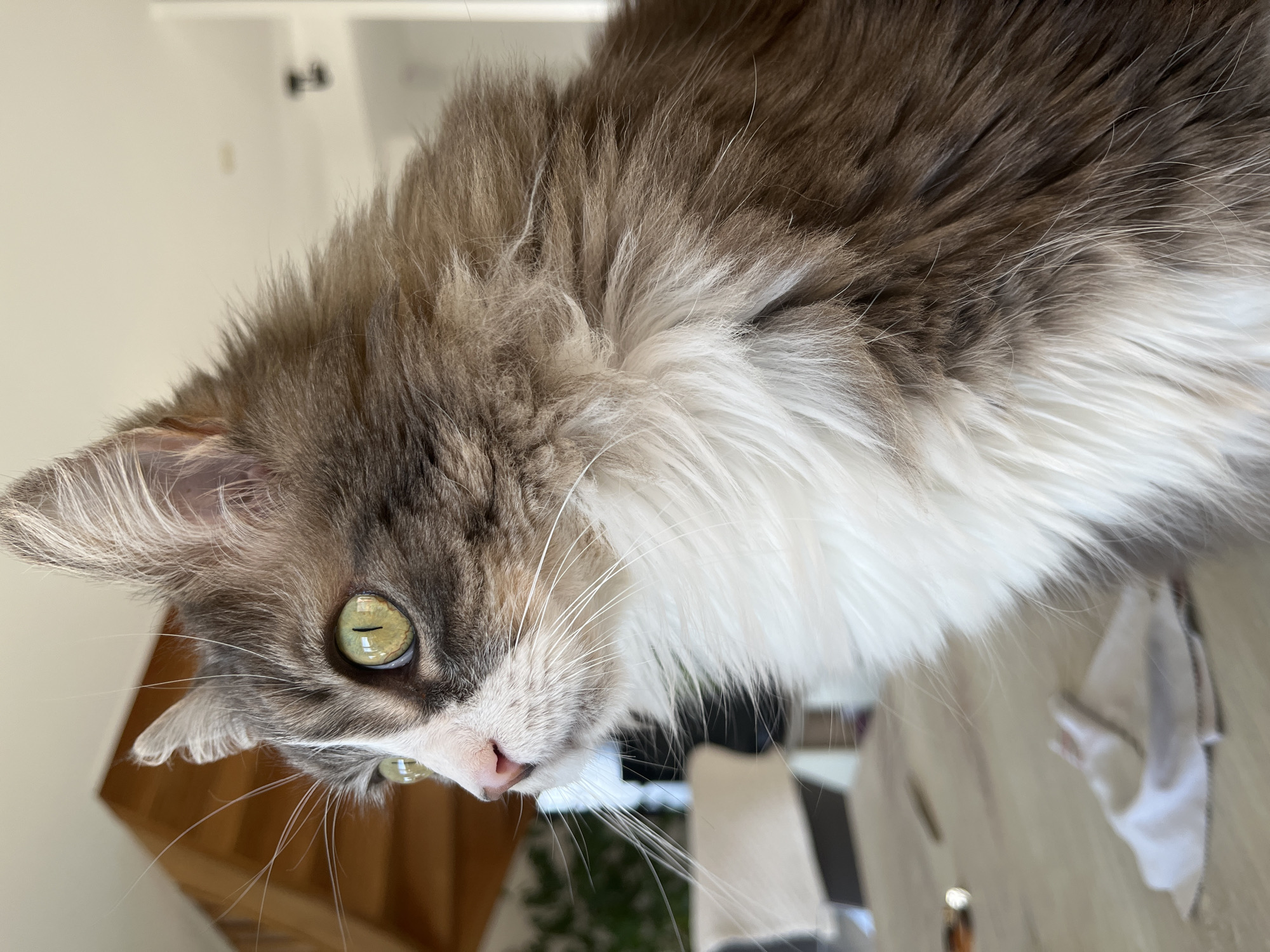 Morning domestic scene: woman and cat in French village