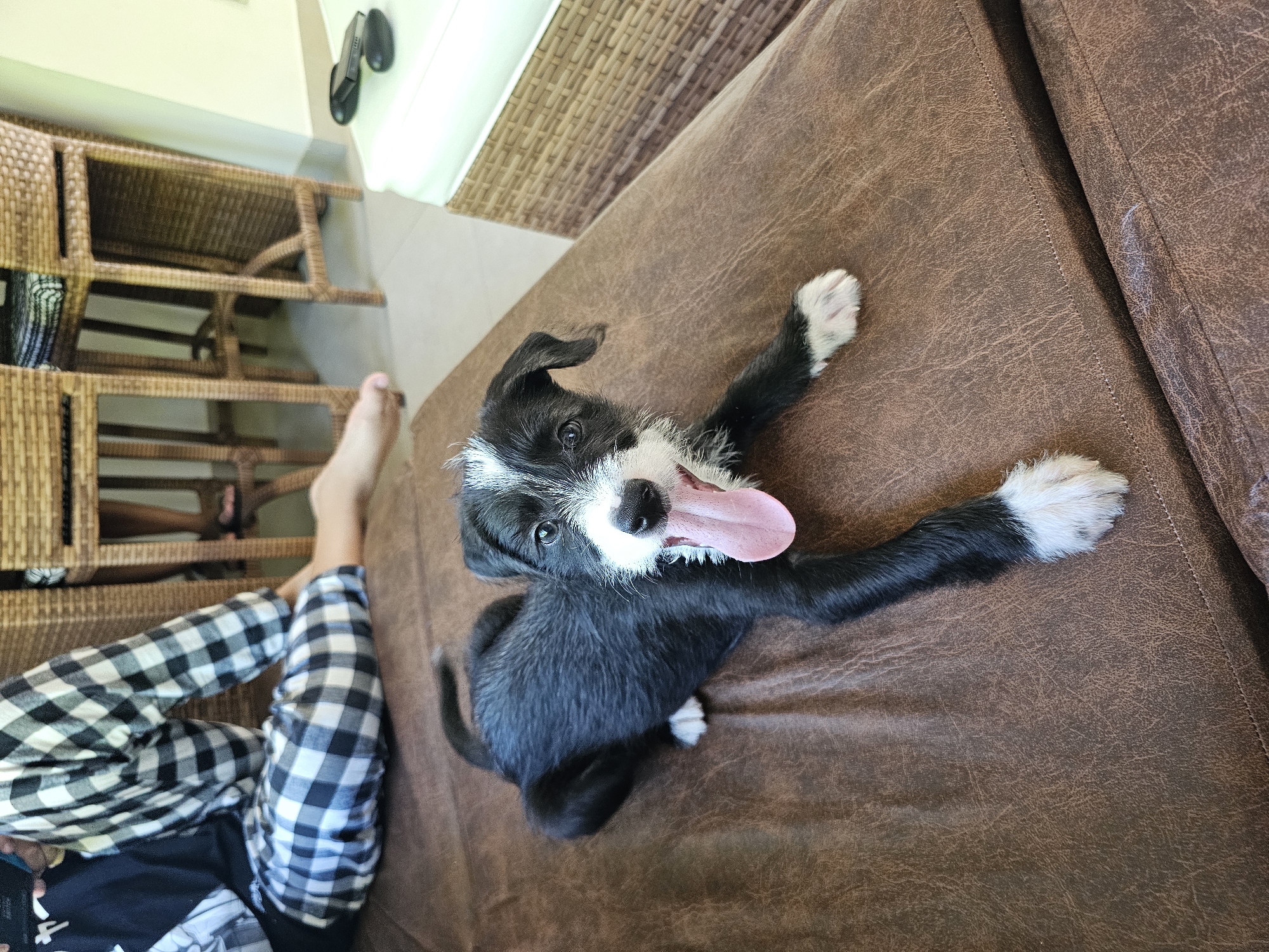 Puppy rests on couch in Cabo Frio home