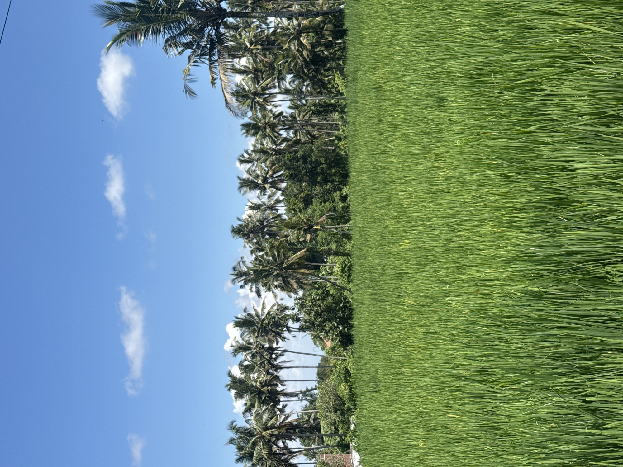 Rice fields documented in Pejeng, Indonesia dawn hours