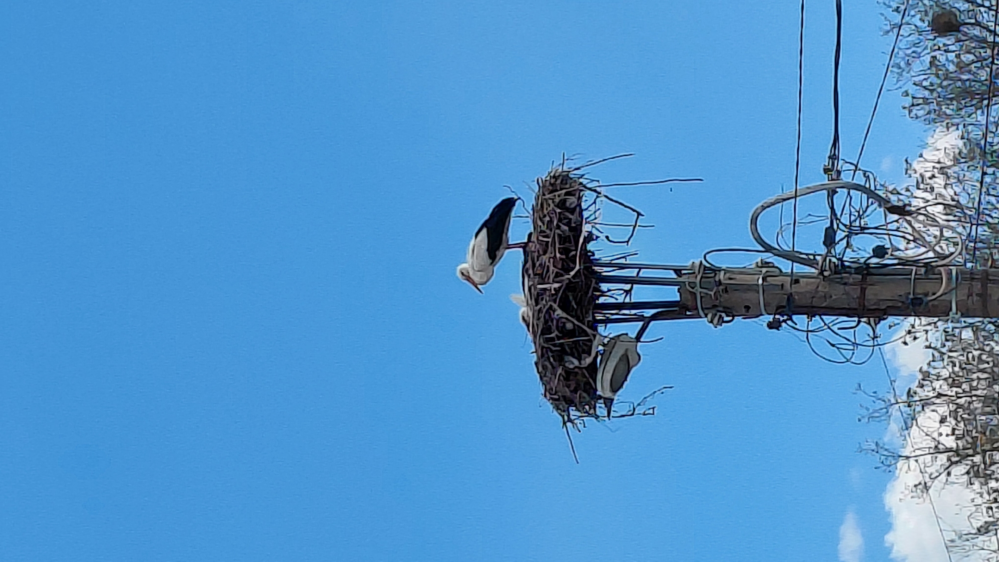 Stork family spotted nesting on utility pole