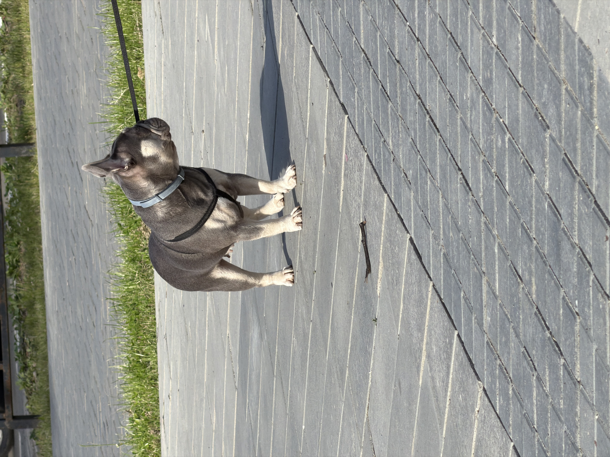 Dog walking and daily life moments captured in Chaikovsky