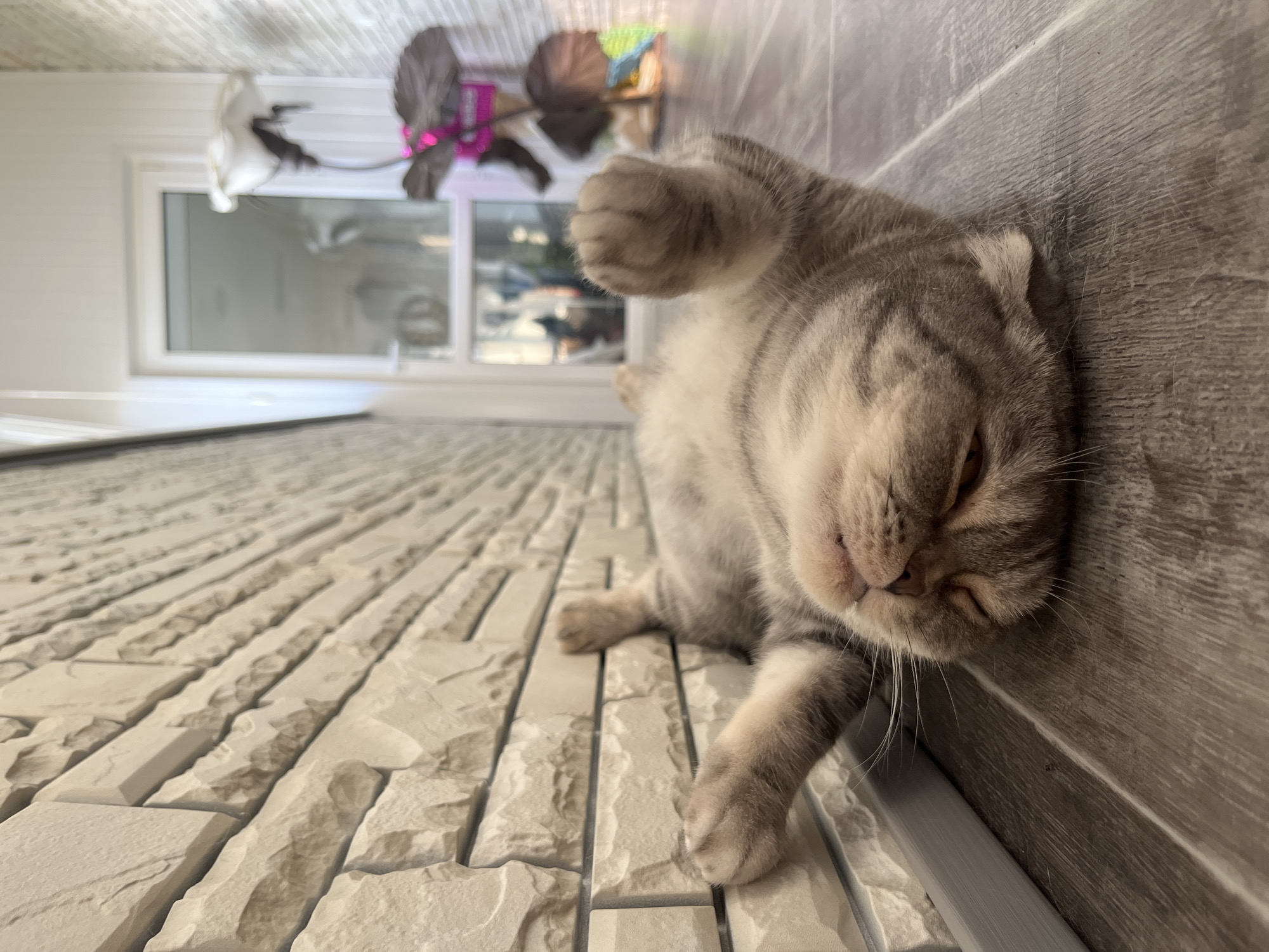 Cats, family snapshots, and helicopters over Chaikovsky