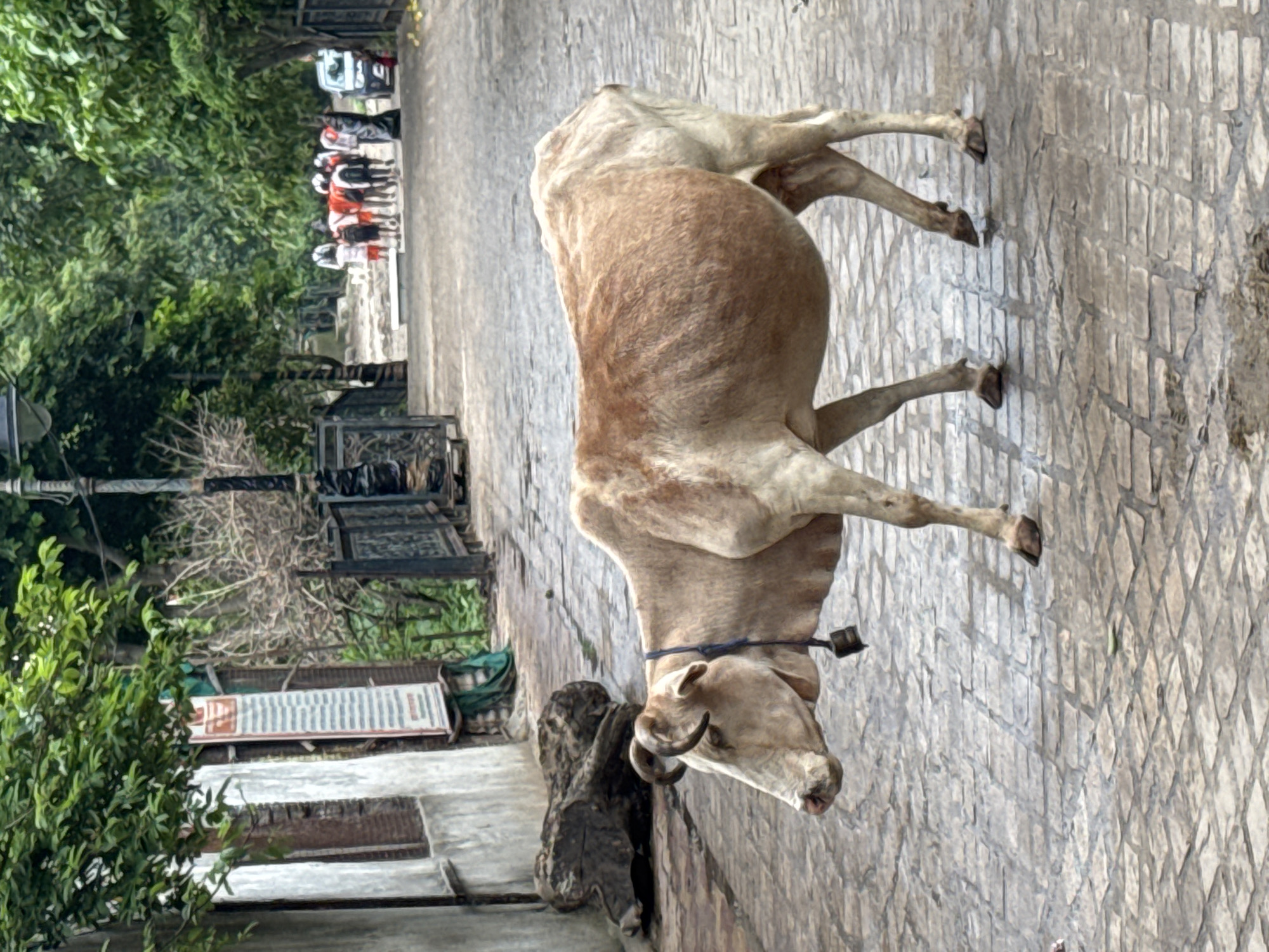 Animals roam Rishikesh's temple streets on a cloudy morning